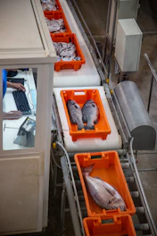 Worker monitors fish in crates on a processing plant conveyor.