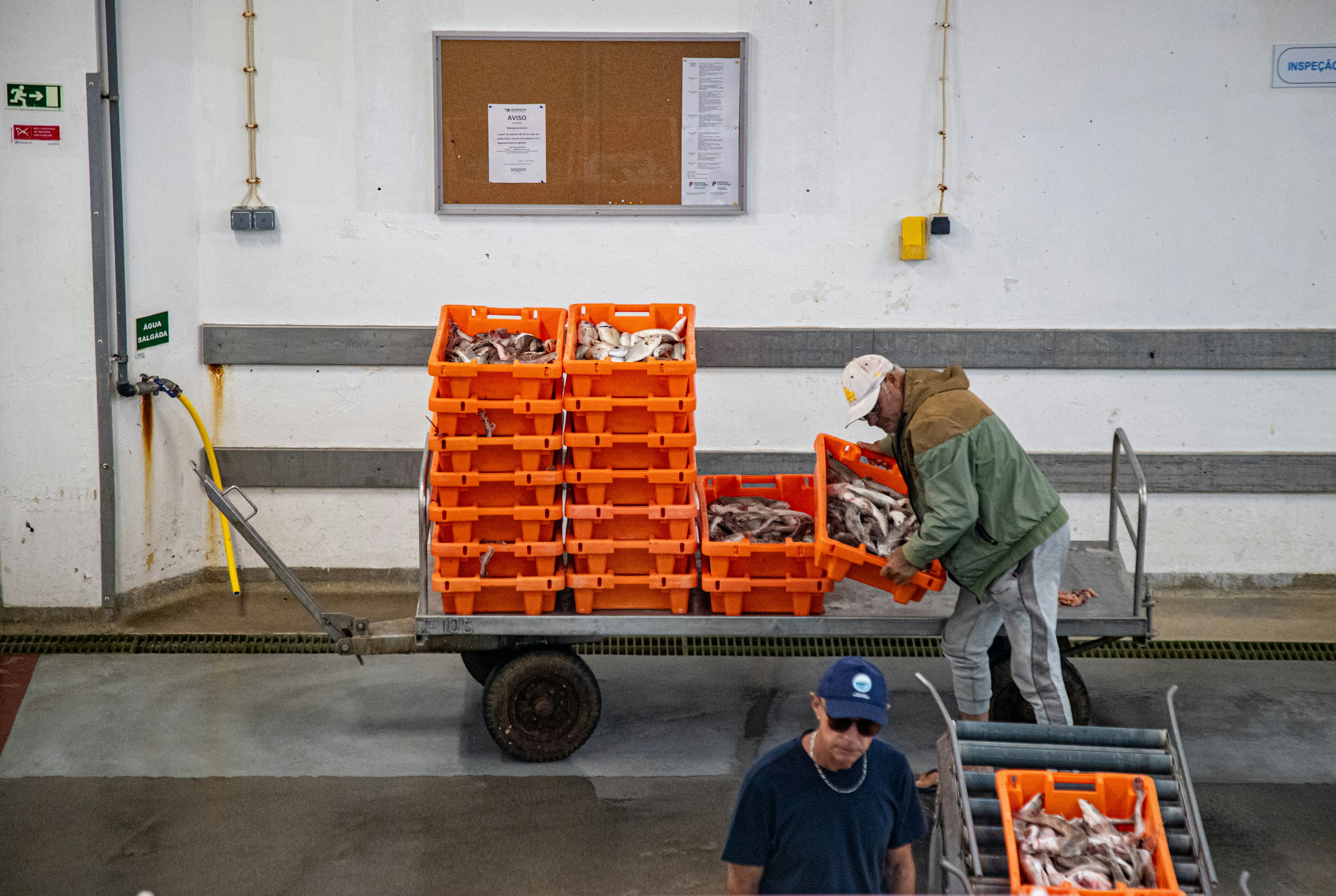 Men stacking crates of fresh fish in a processing facility.