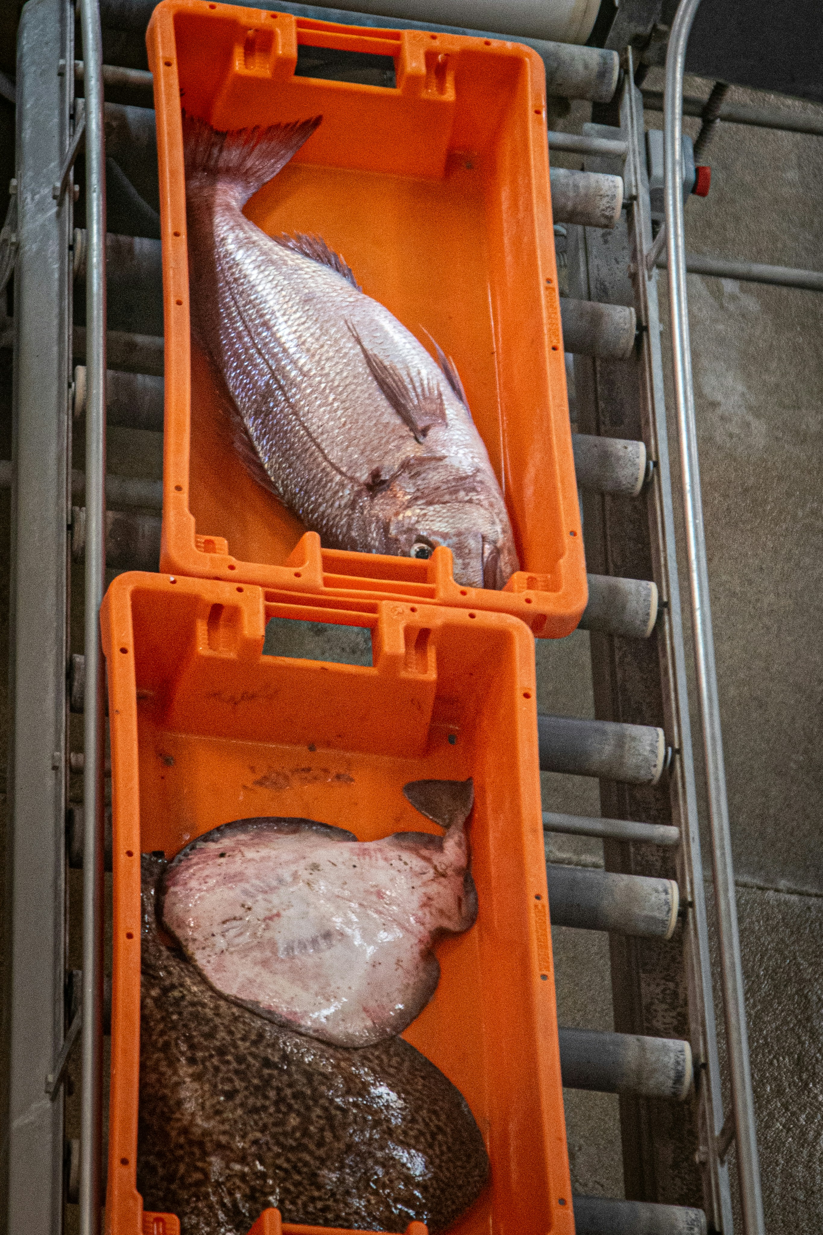 Seafood Done Right — What to Order and Where