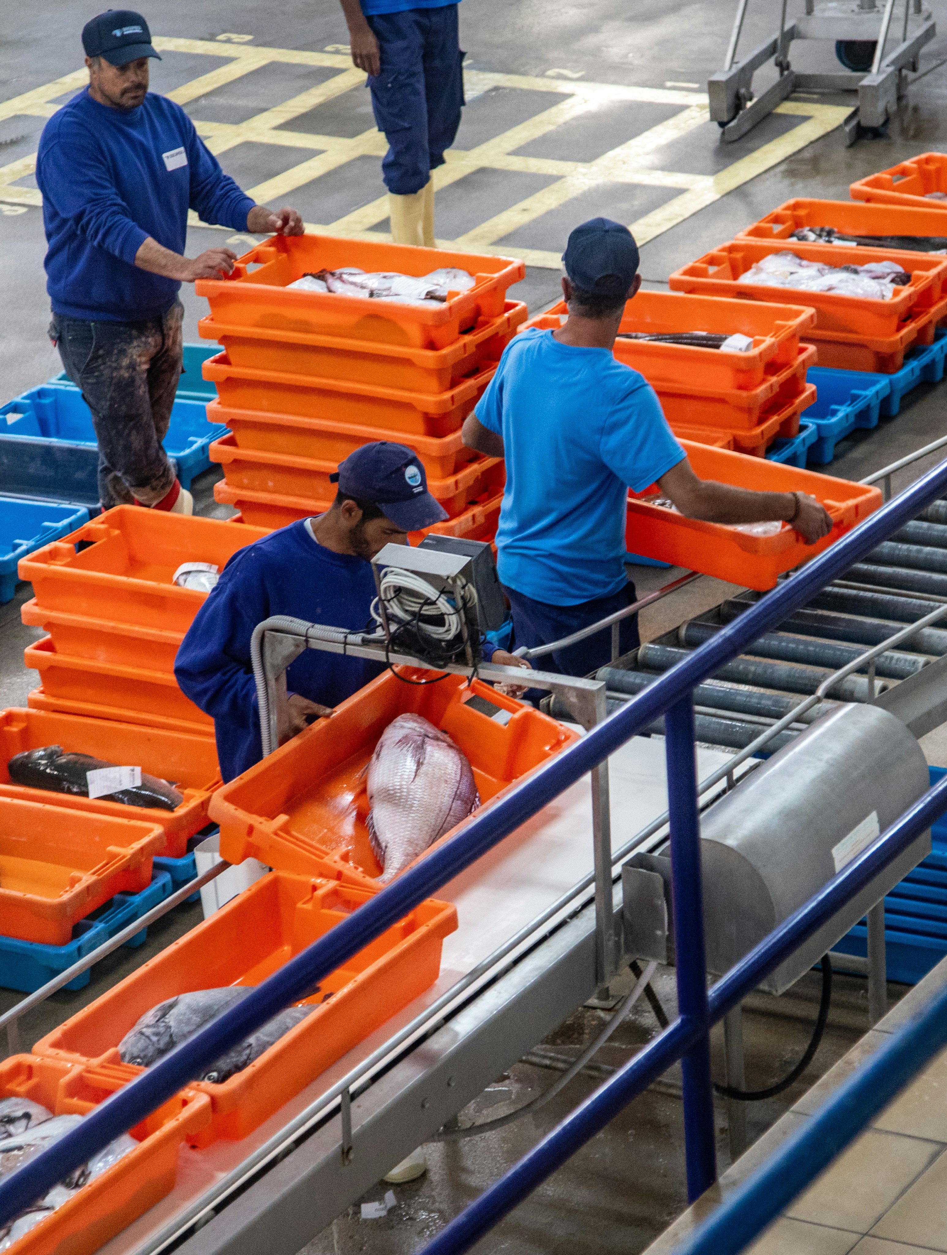 I lavoratori smistano e imballano il pesce in casse arancioni su un nastro trasportatore.