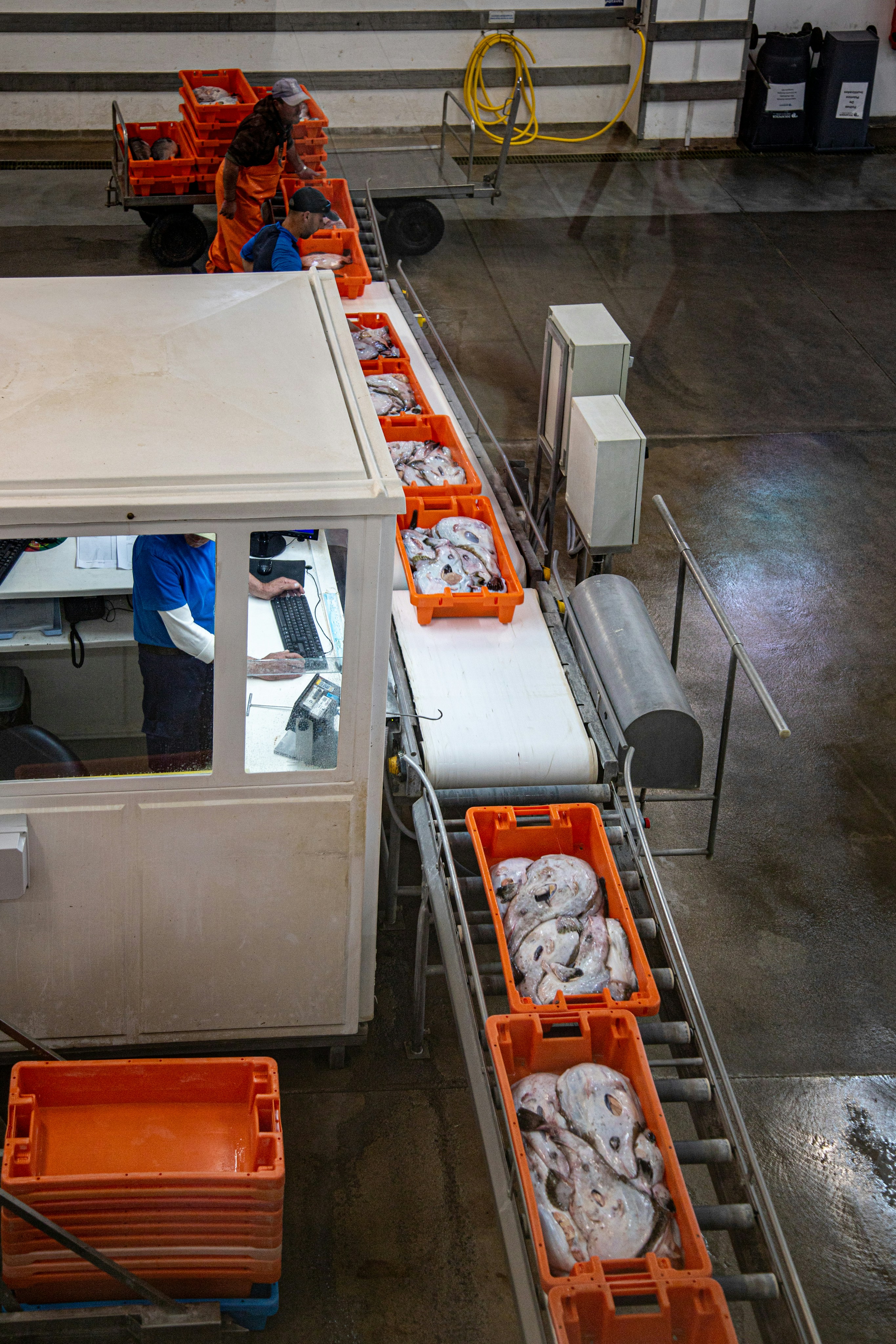 Workers process seafood on a conveyor belt in a factory.