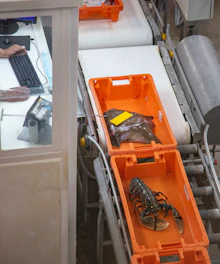 Seafood processing: fish and lobster on a conveyor belt.