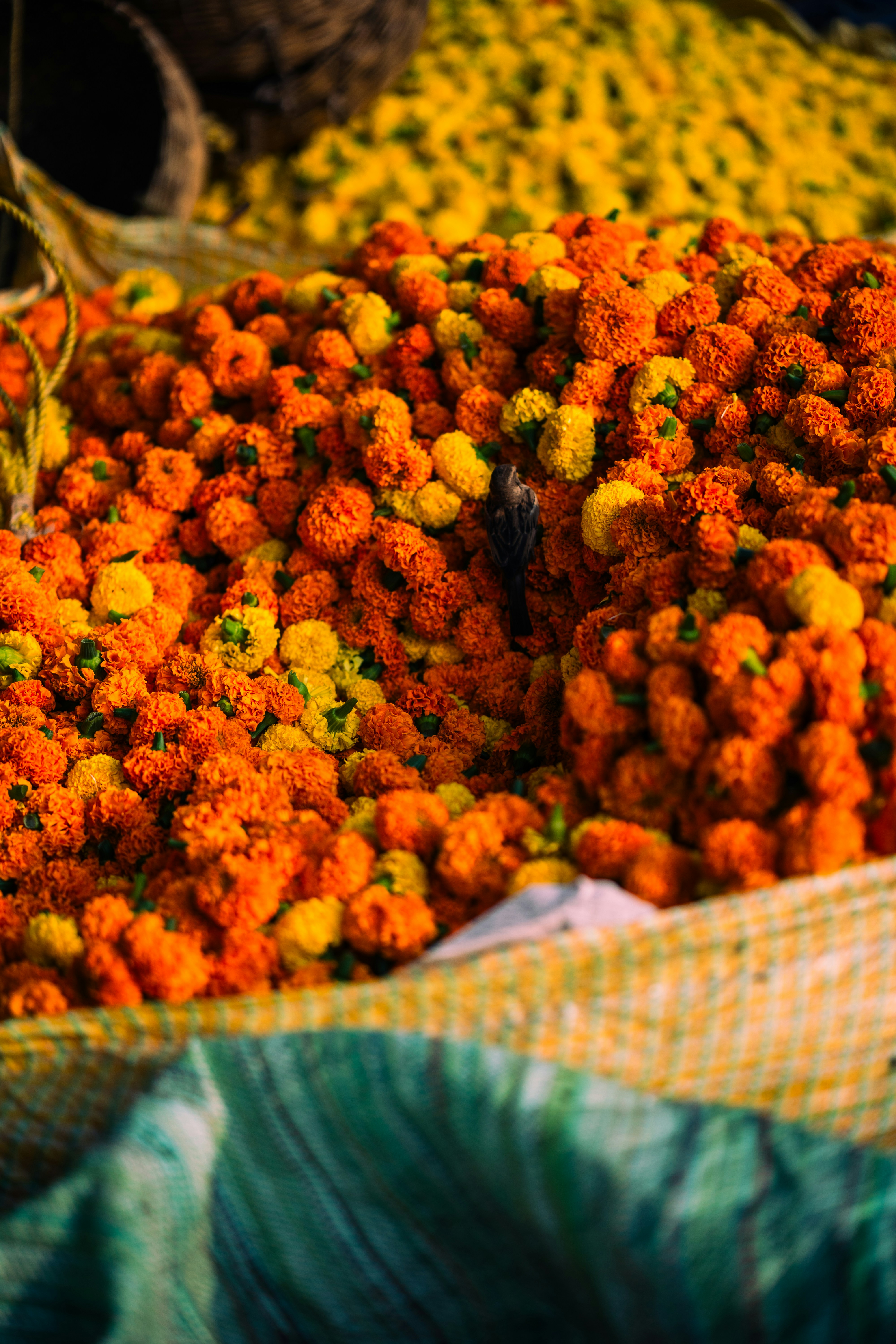 A Quiet Guide to the Indian Festival Calendar