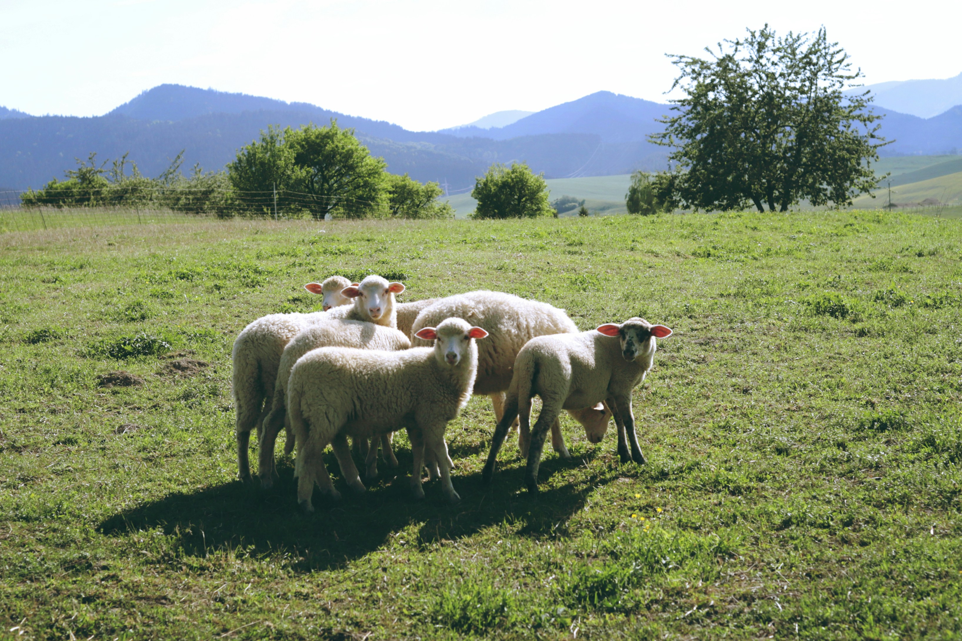 Five sheep standing in a sunny green field.
