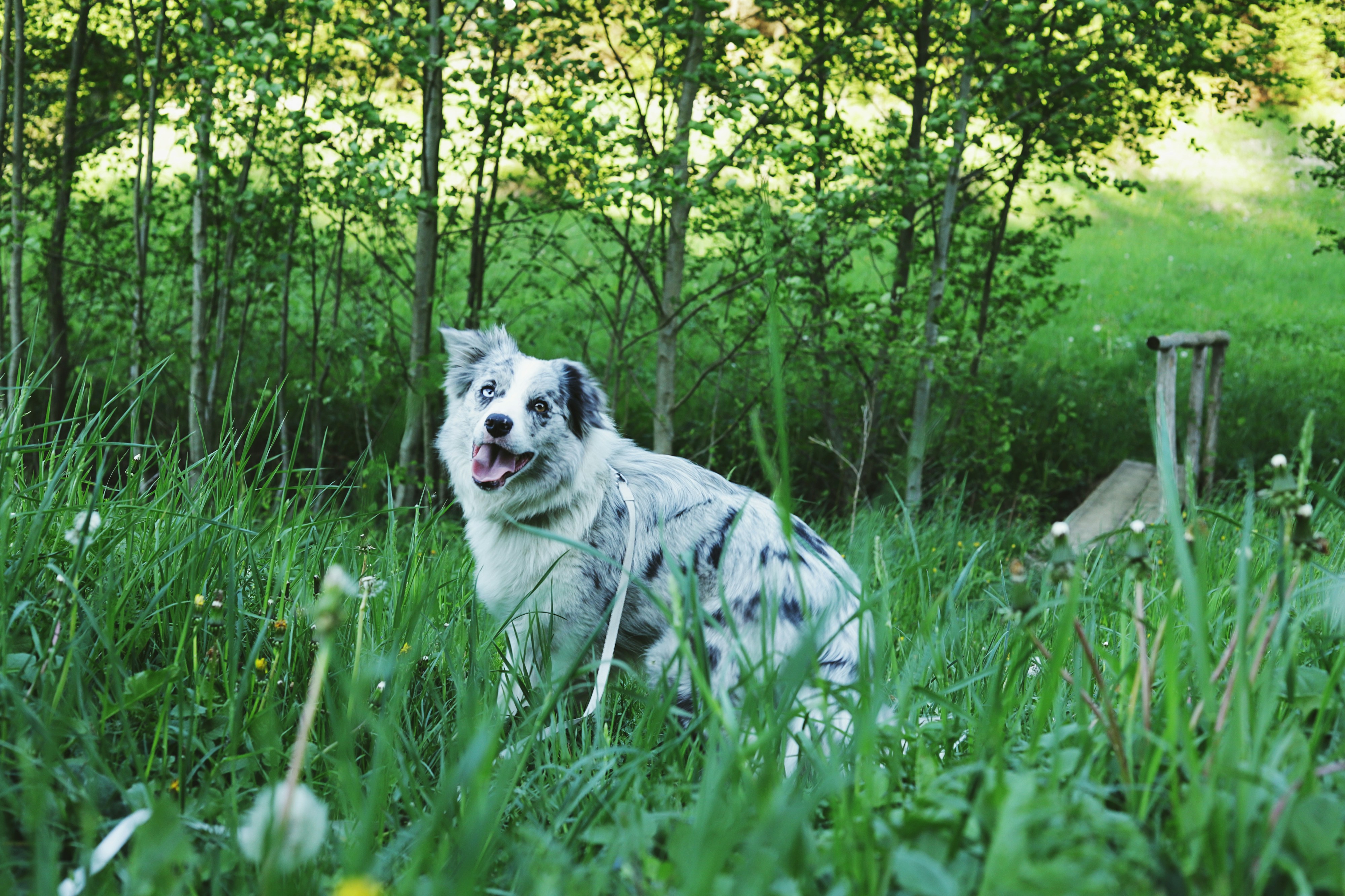 A merle border collie dog stands in tall green grass.