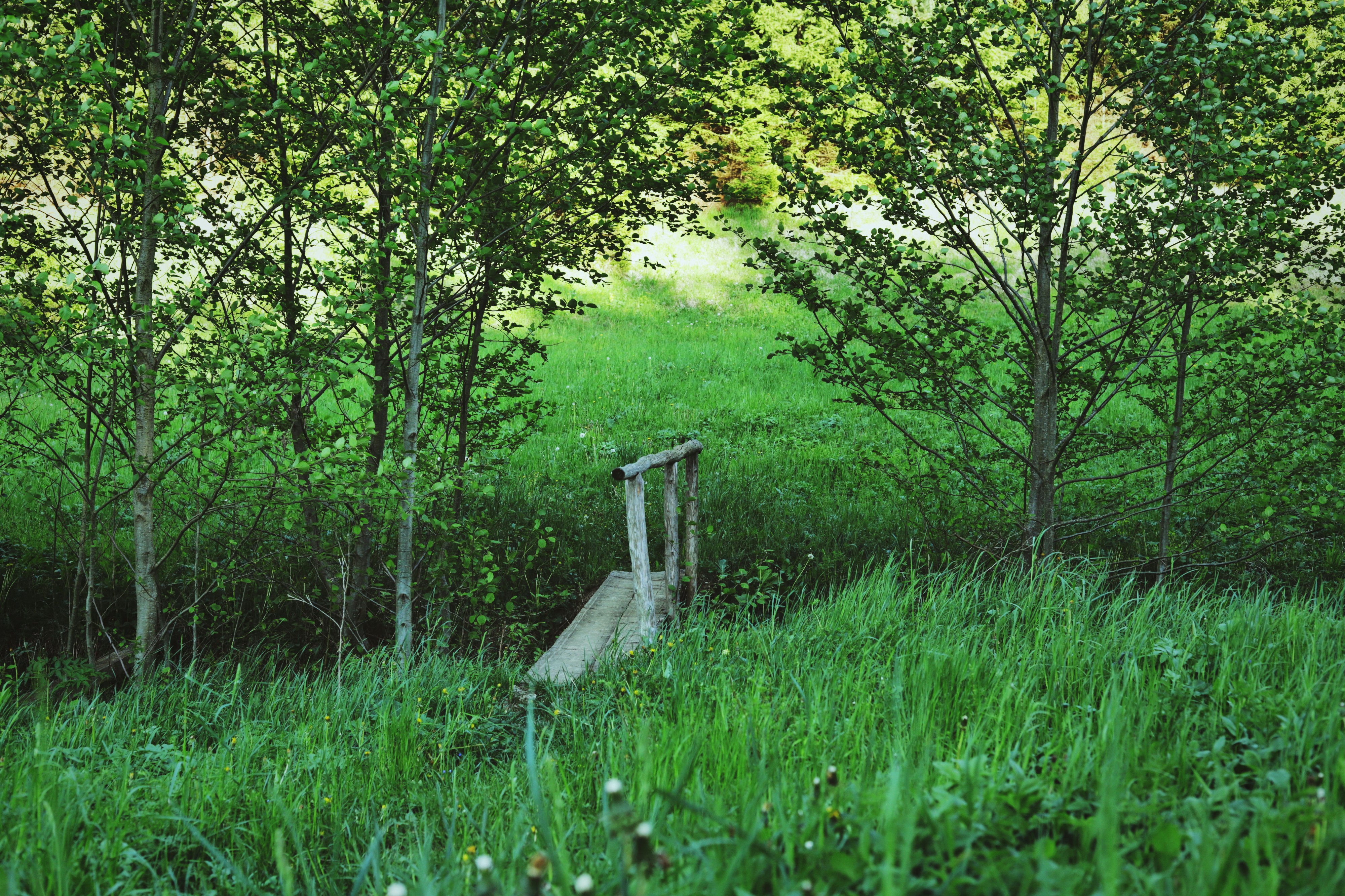 Lush green field with trees and a small wooden bridge.