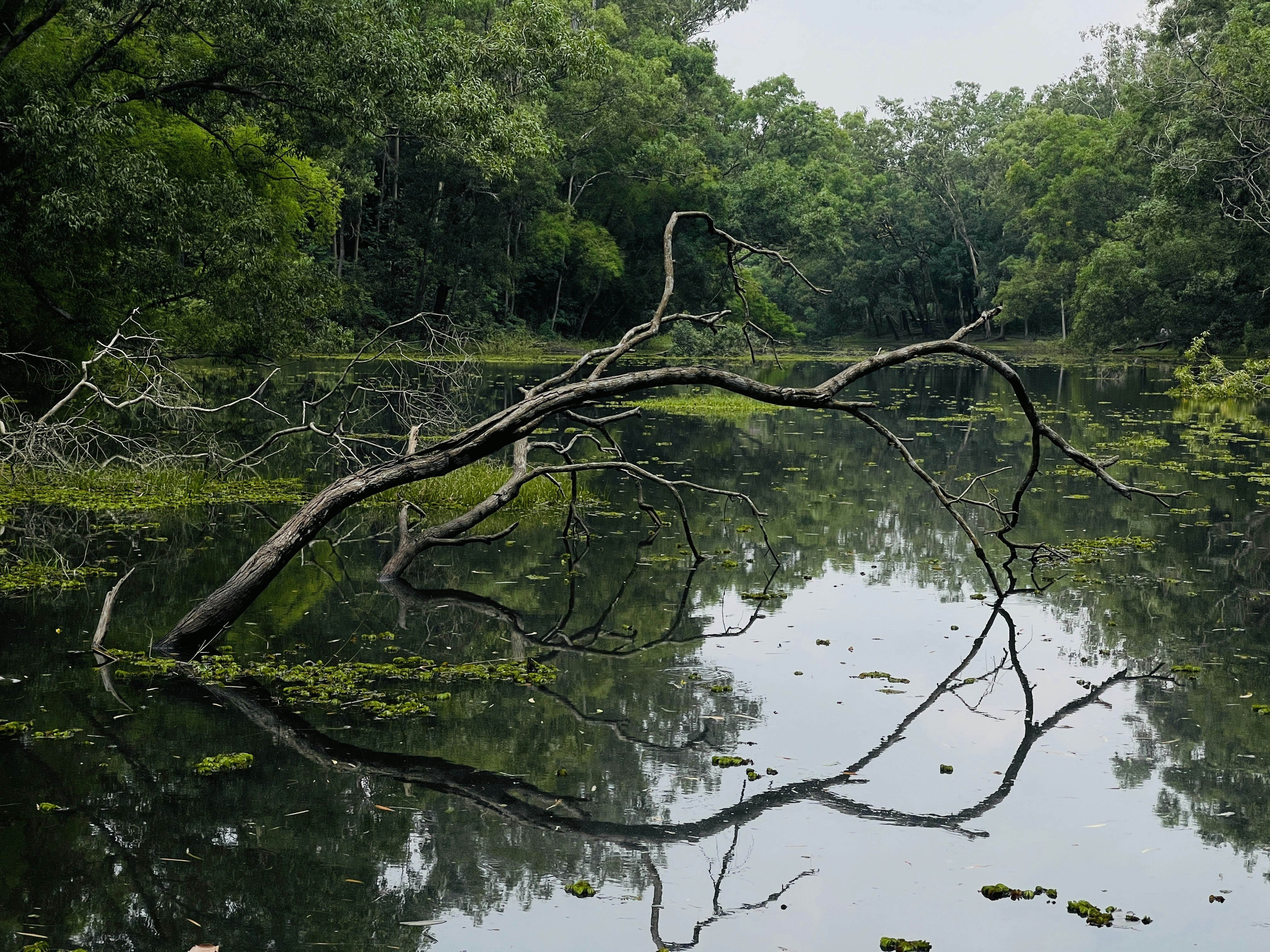 Fallen tree branch reflected in a calm, green forest pond