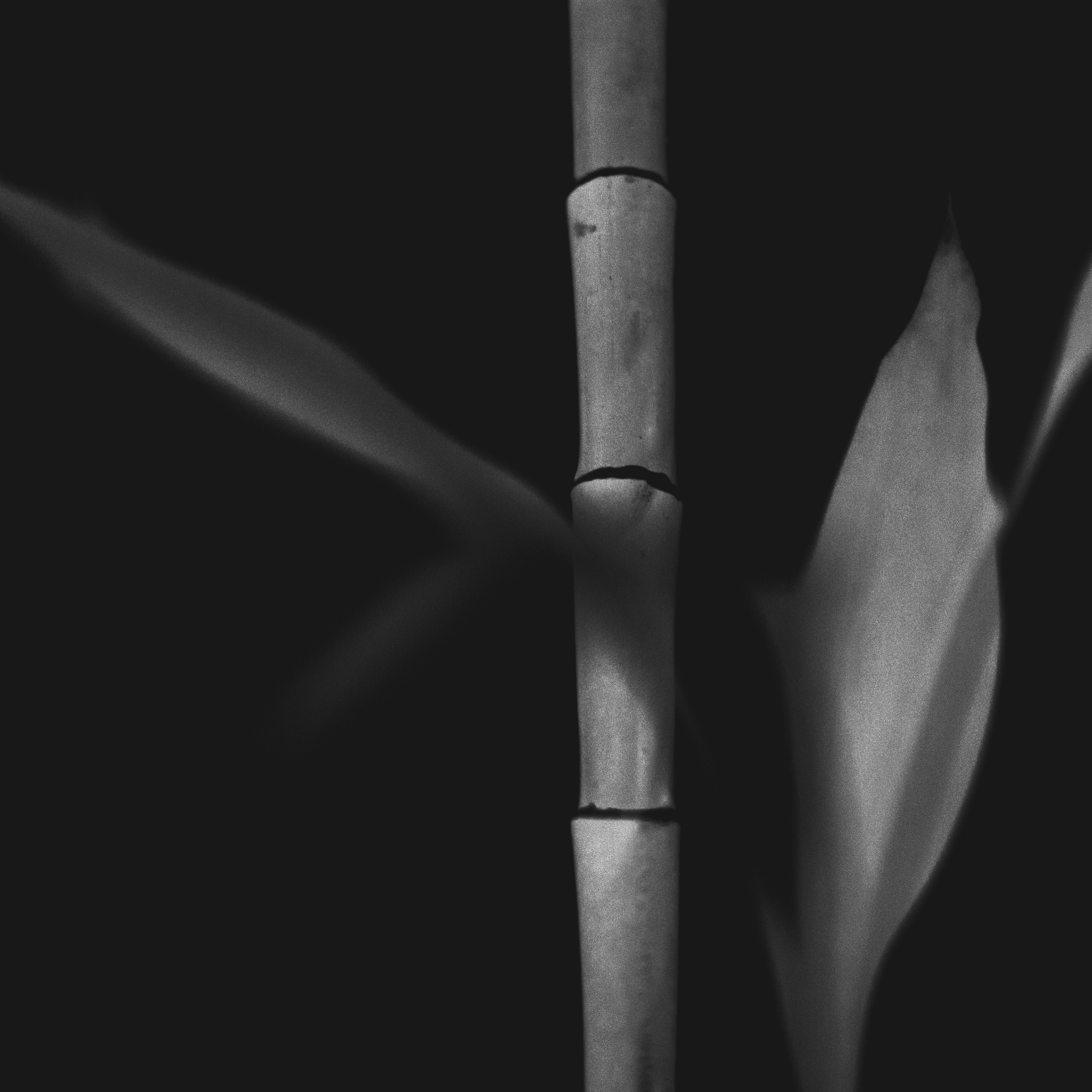 Monochrome bamboo stalk and leaves on a dark background