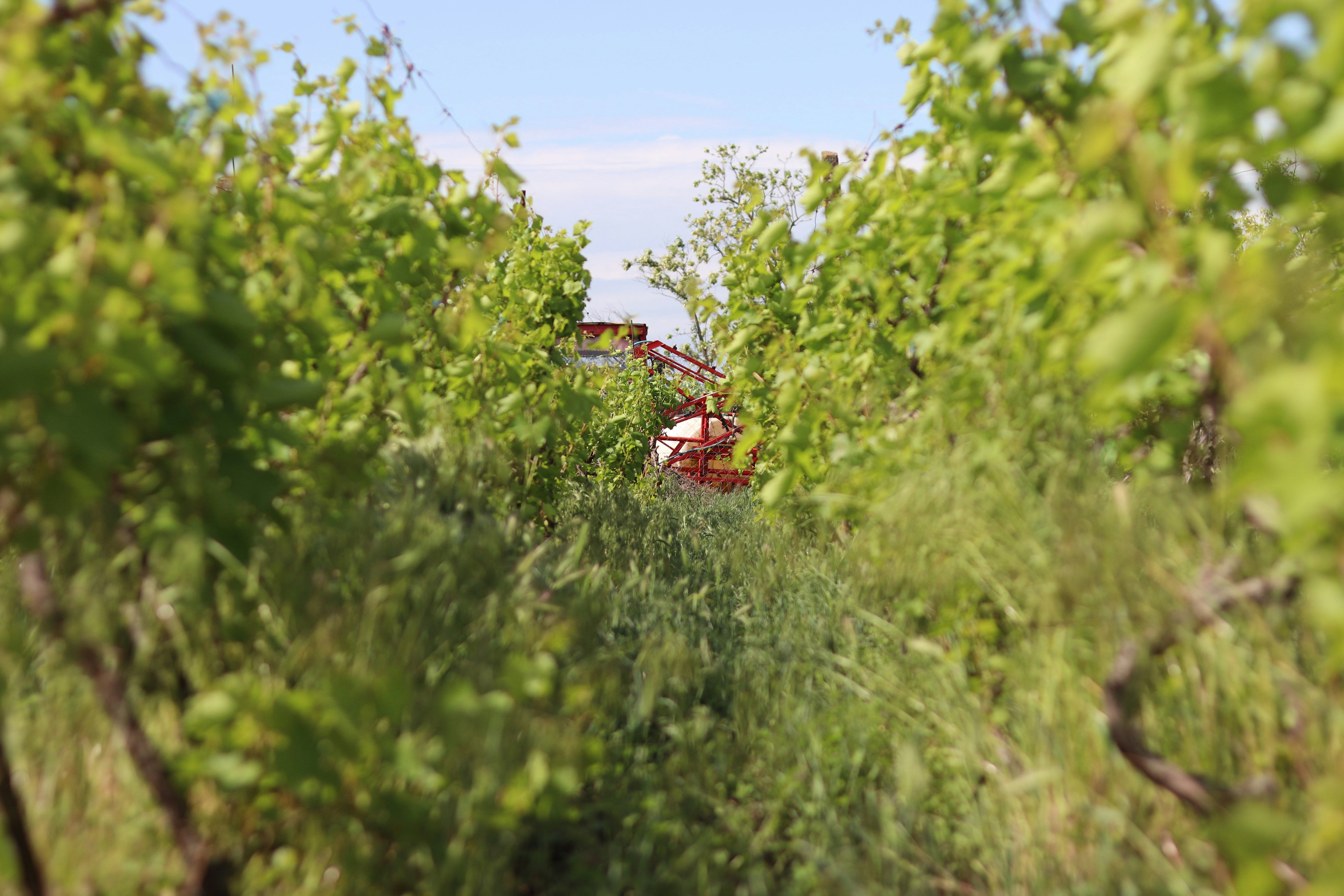 Barossa Valley, Australia