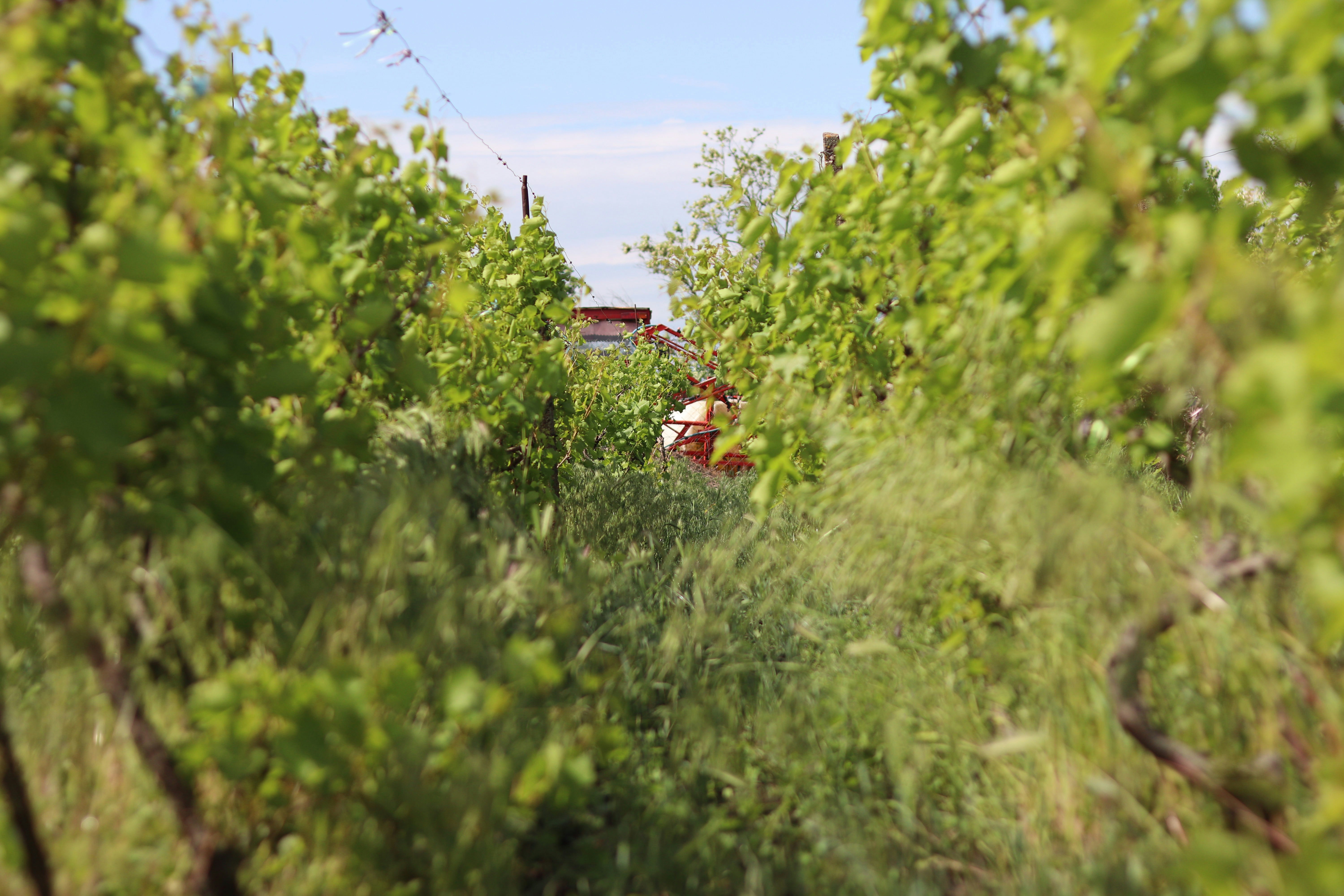 wine trolley tour and vineyard transportation