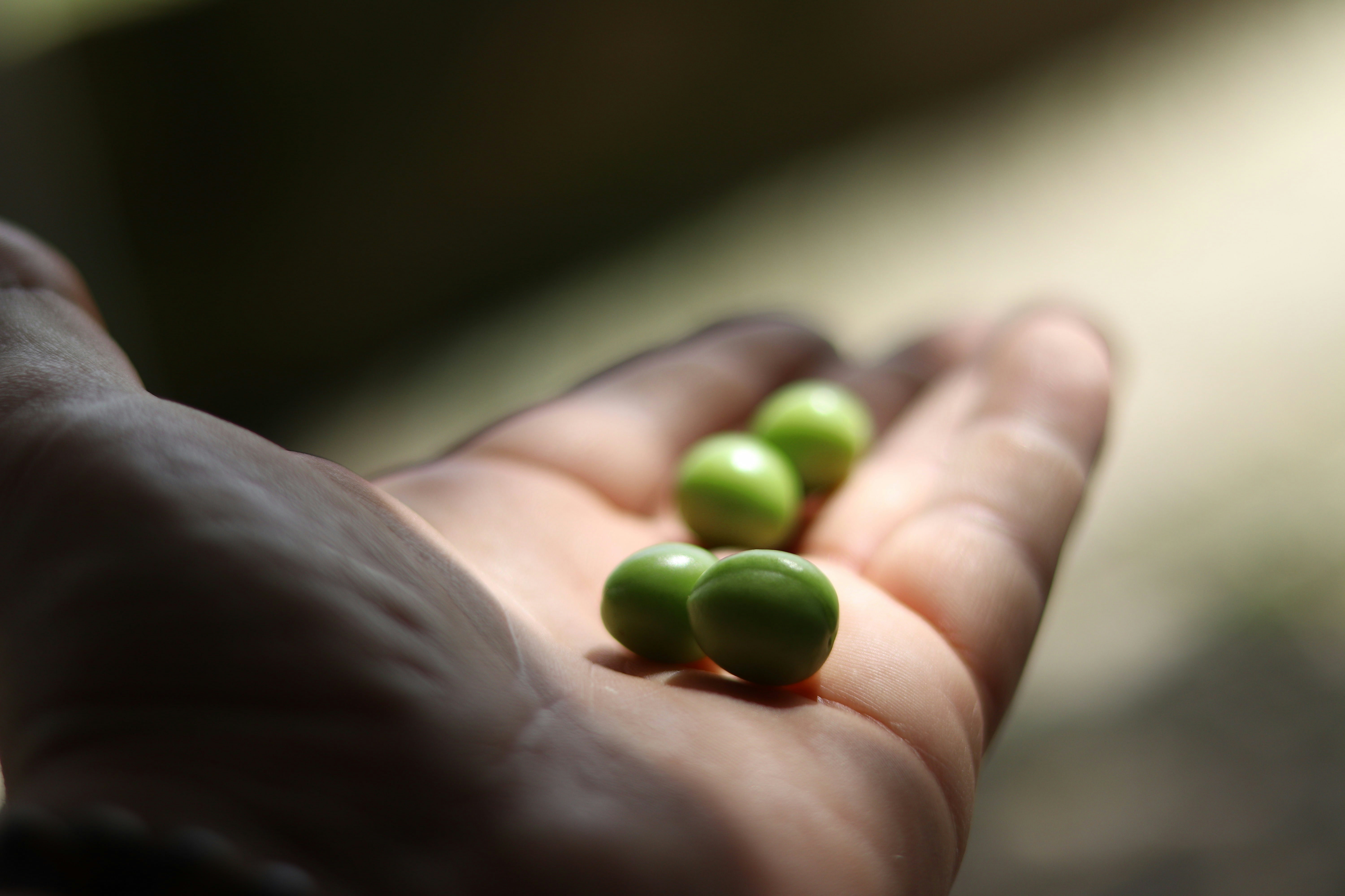 Sunlight illuminates green peas held in an open hand.