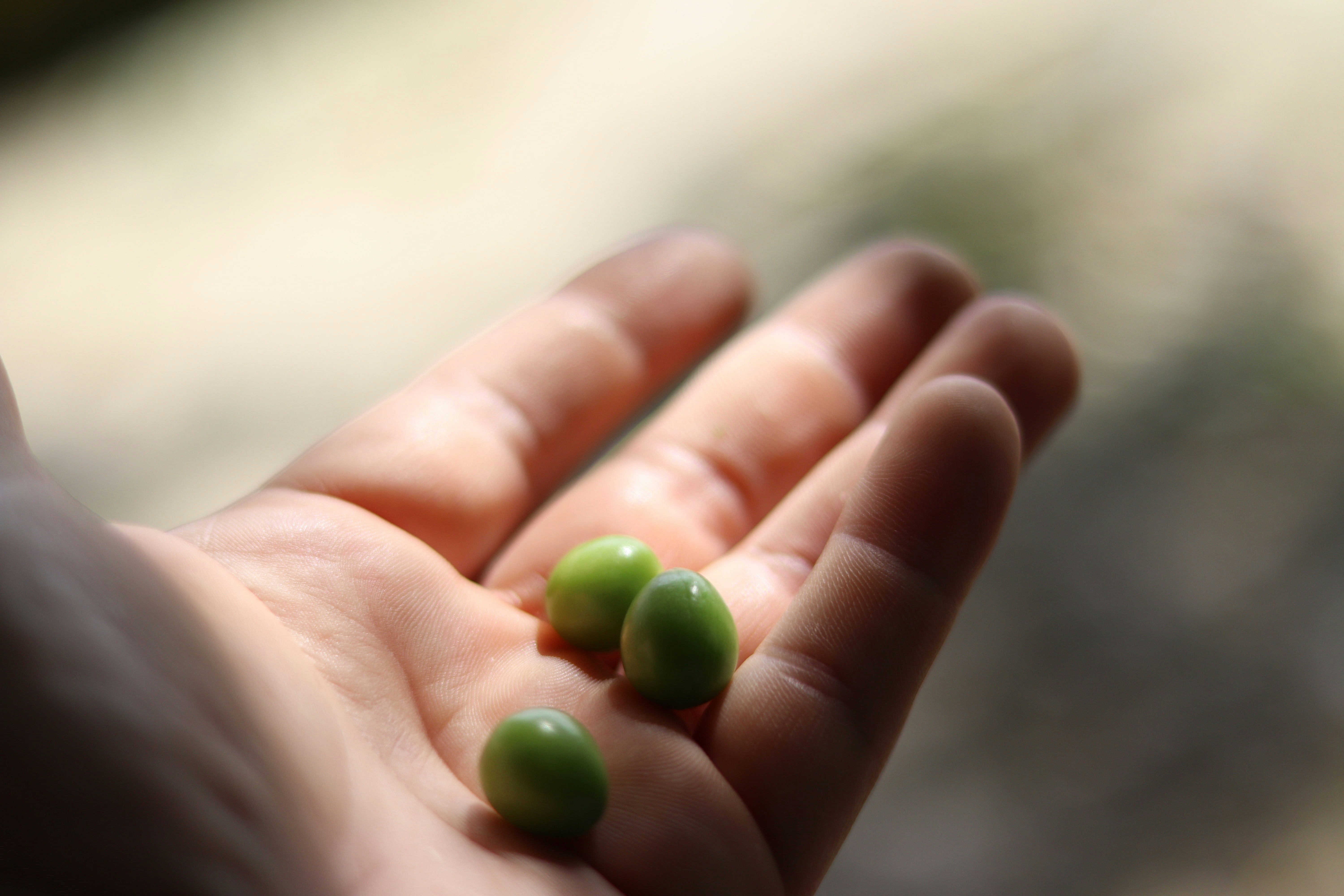 A hand holding three green coffee beans.