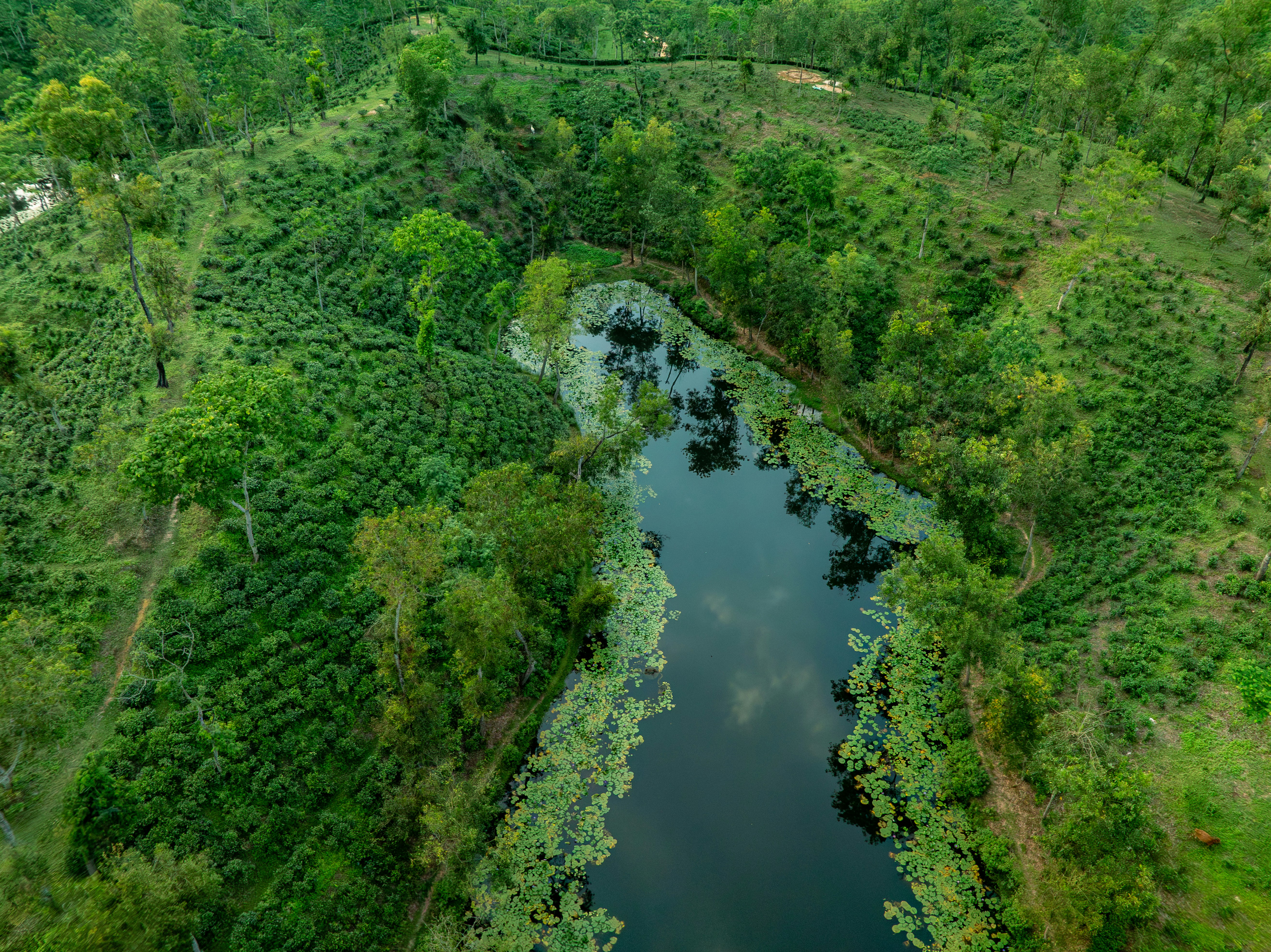 Danau yang tenang berkelok-kelok melalui hutan hijau yang lebat dan semarak.