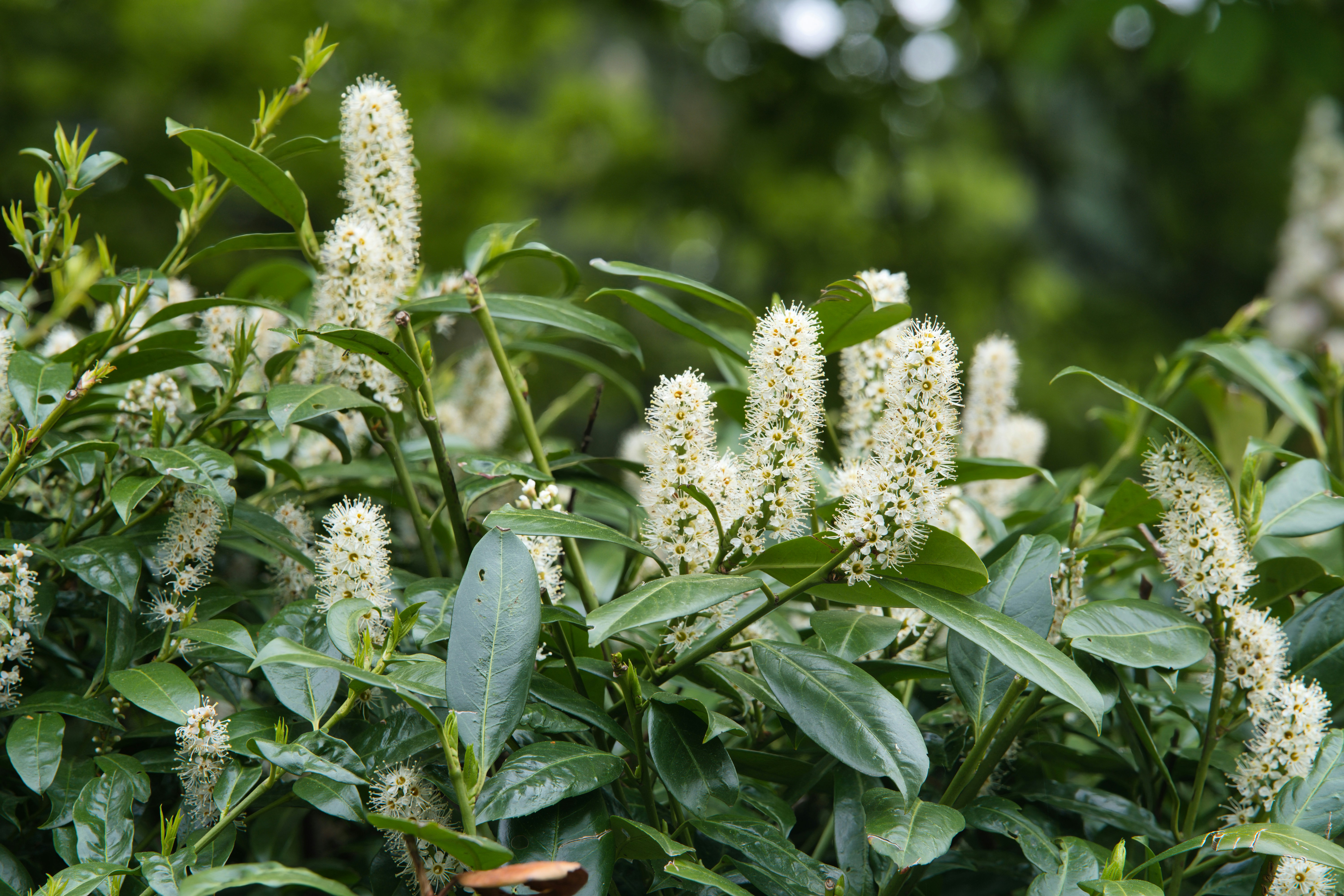 Green leaves and white flower spikes on a blooming bush.