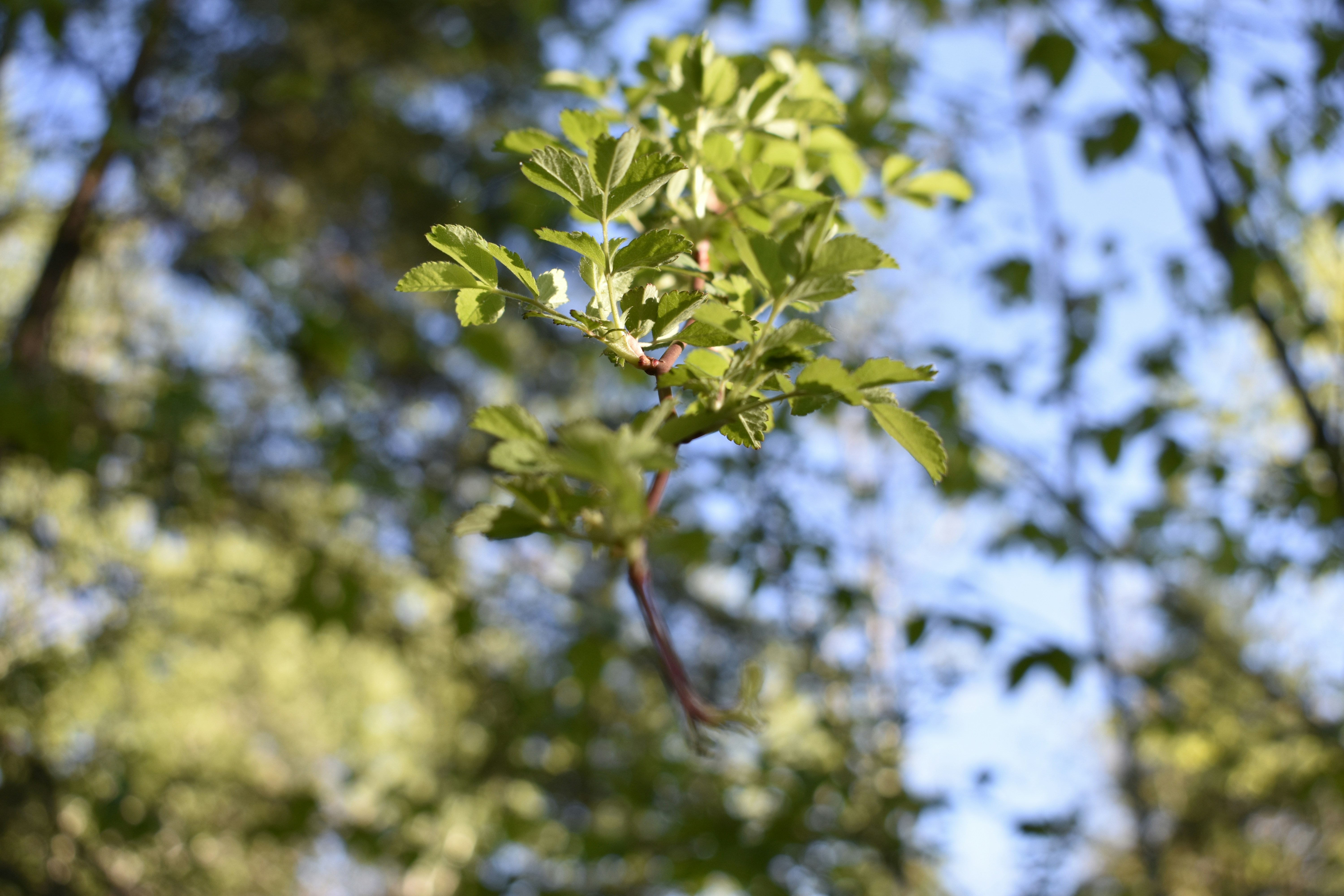 Une branche verte feuillue sur un ciel bleu flou.