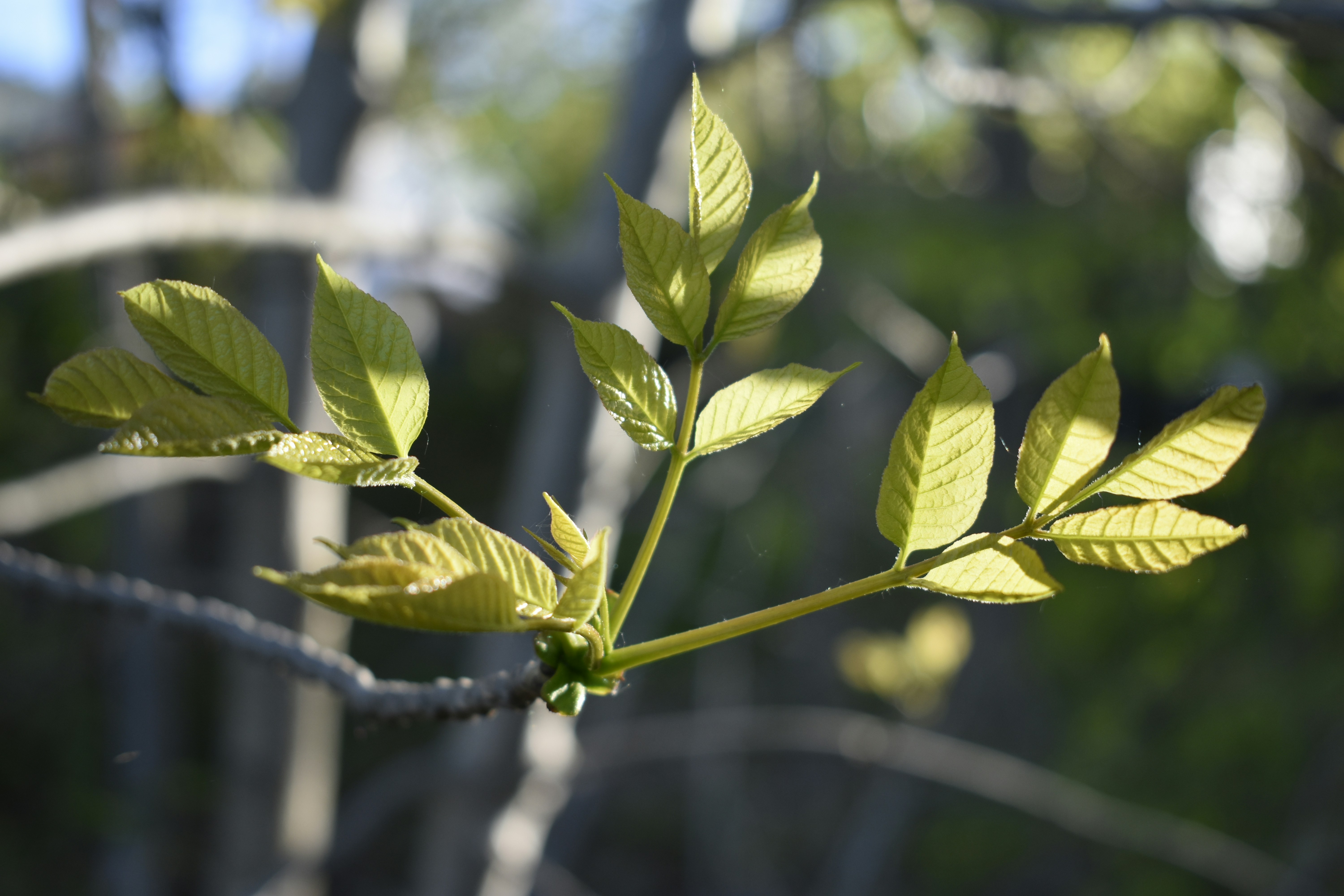 De jeunes feuilles vertes qui émergent sur une branche d’arbre au printemps.