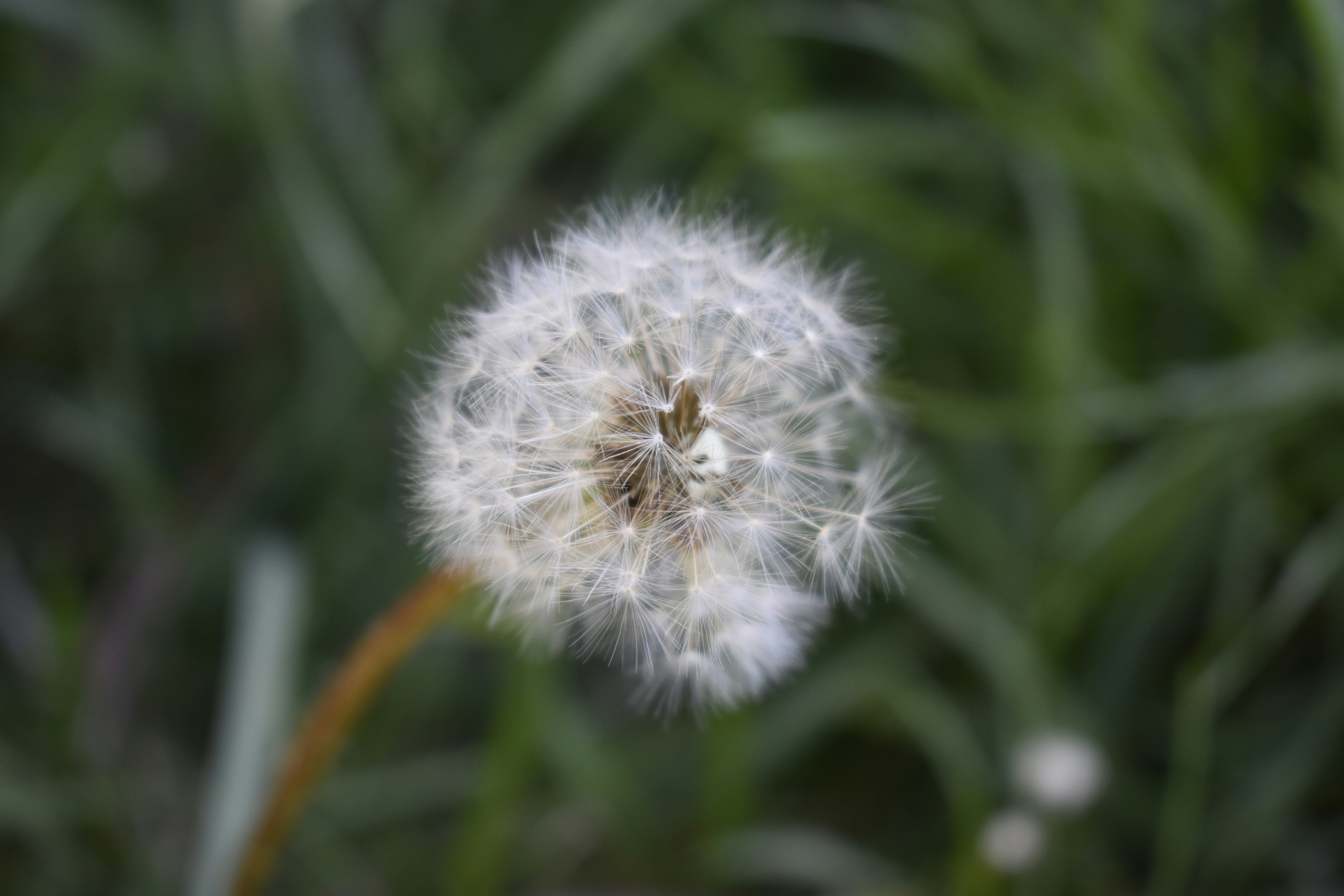 Photo by contracrostipunctus