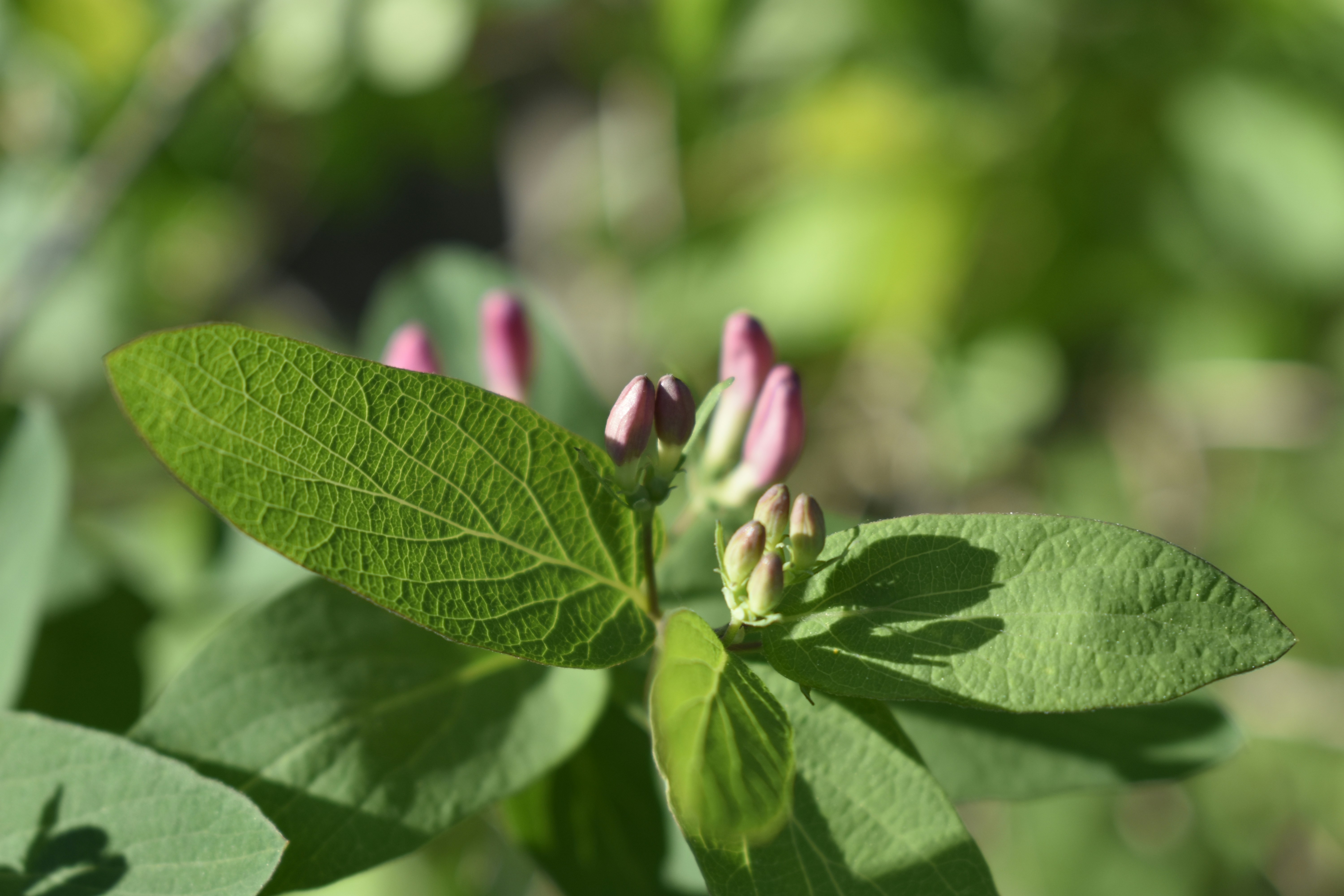 Feuilles vertes avec des bourgeons roses sur une plante.