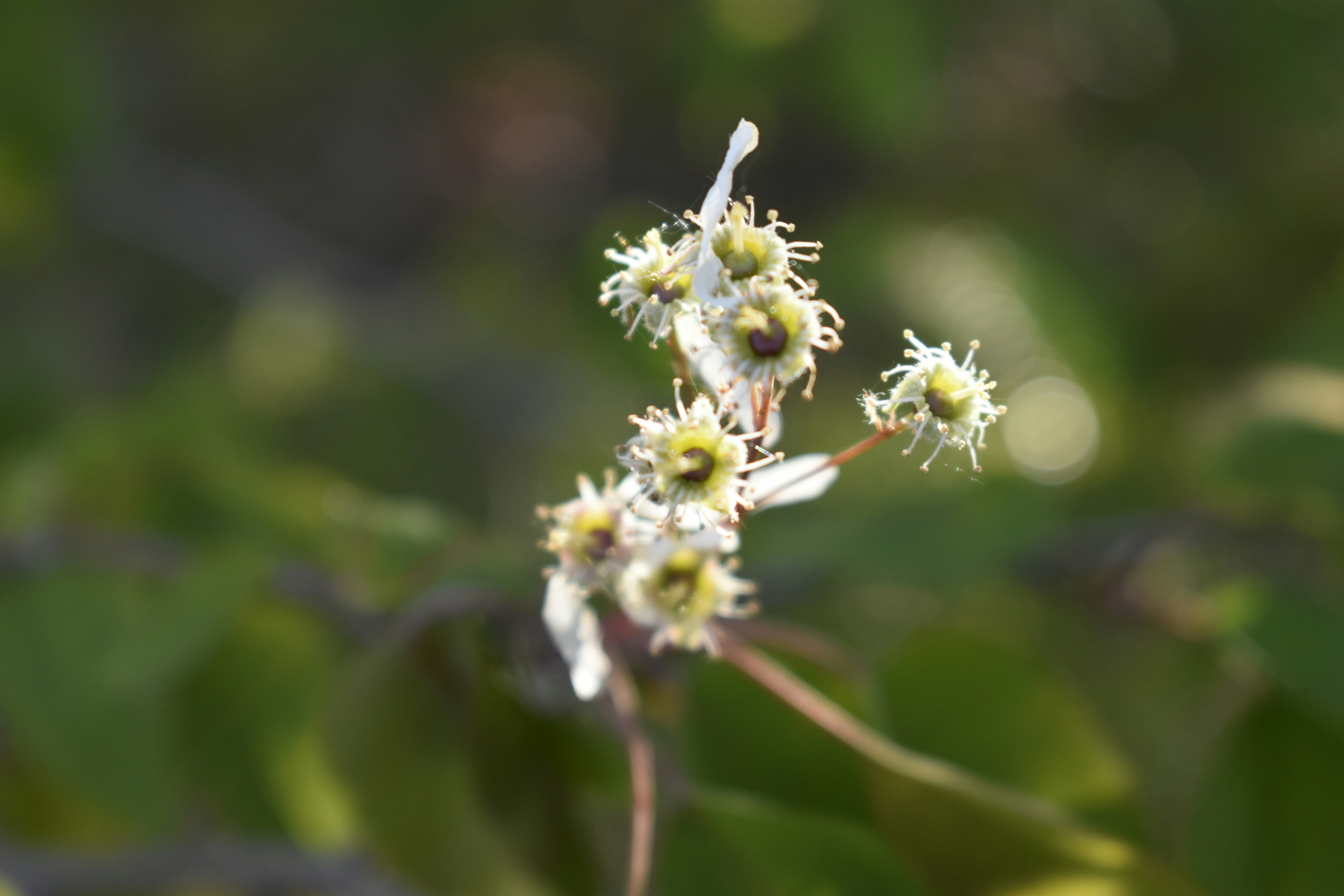 Un bouquet de petites fleurs blanches au centre jaune.