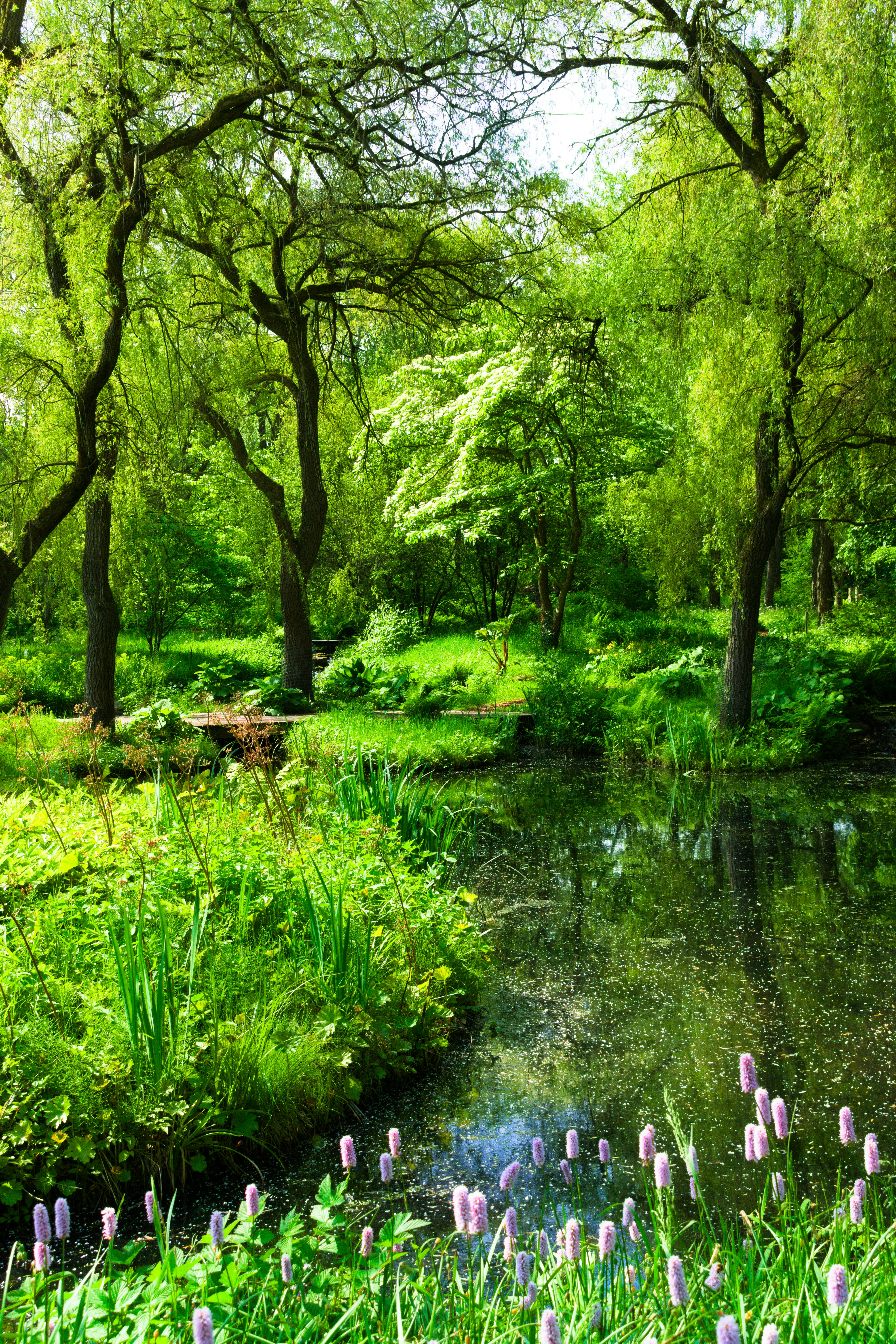 Lush green forest with a tranquil pond and purple flowers