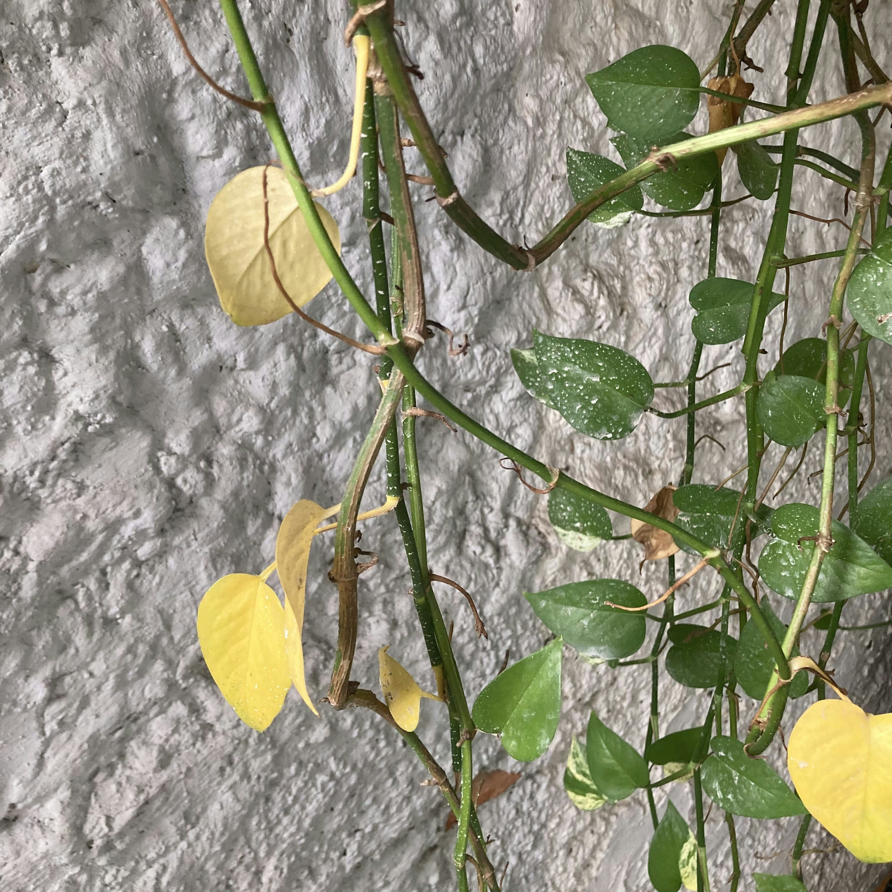 O que fazer quando a planta está com folhas amarelas