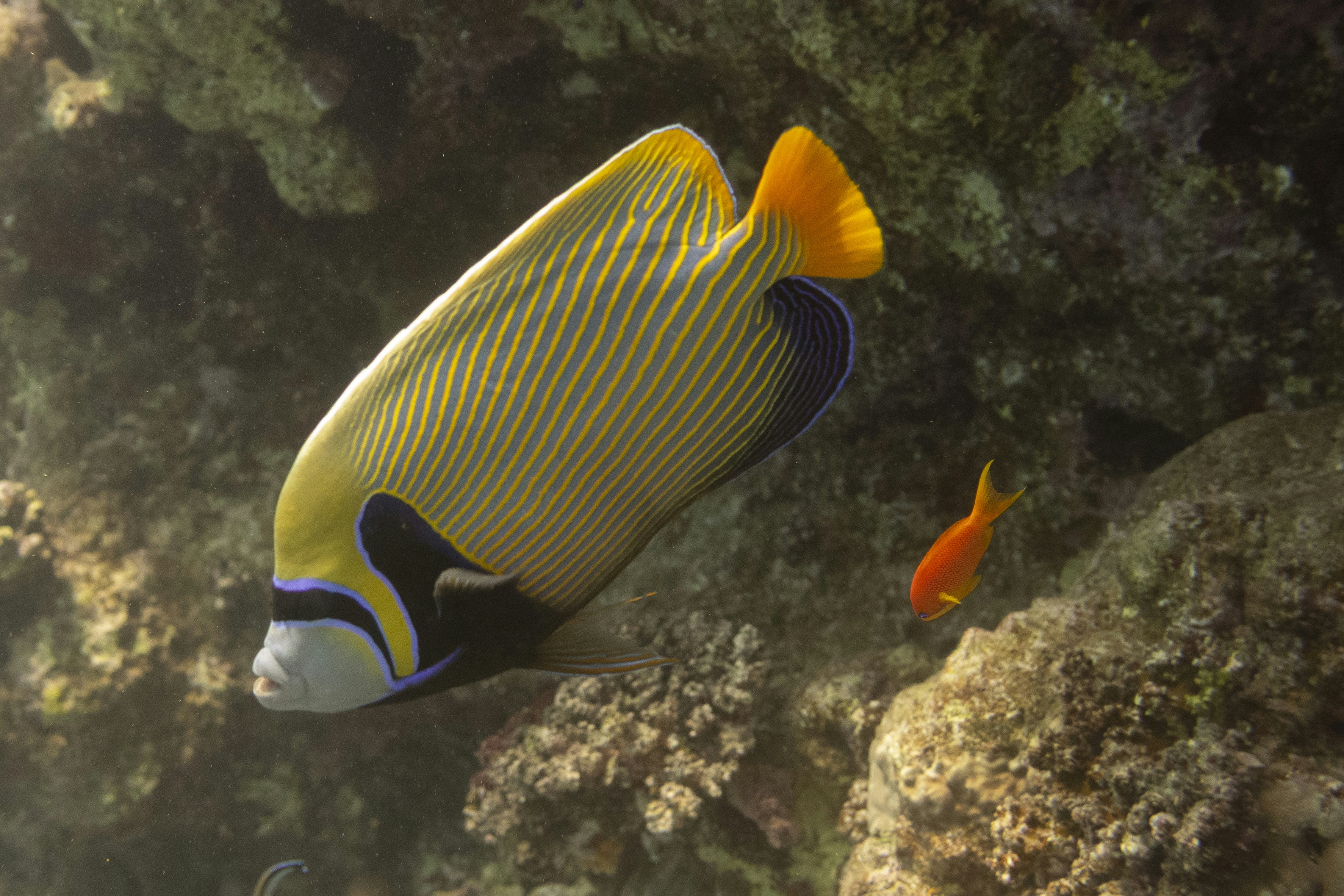 Angelfish kaisar berwarna-warni dan ikan oranye kecil di bawah air.