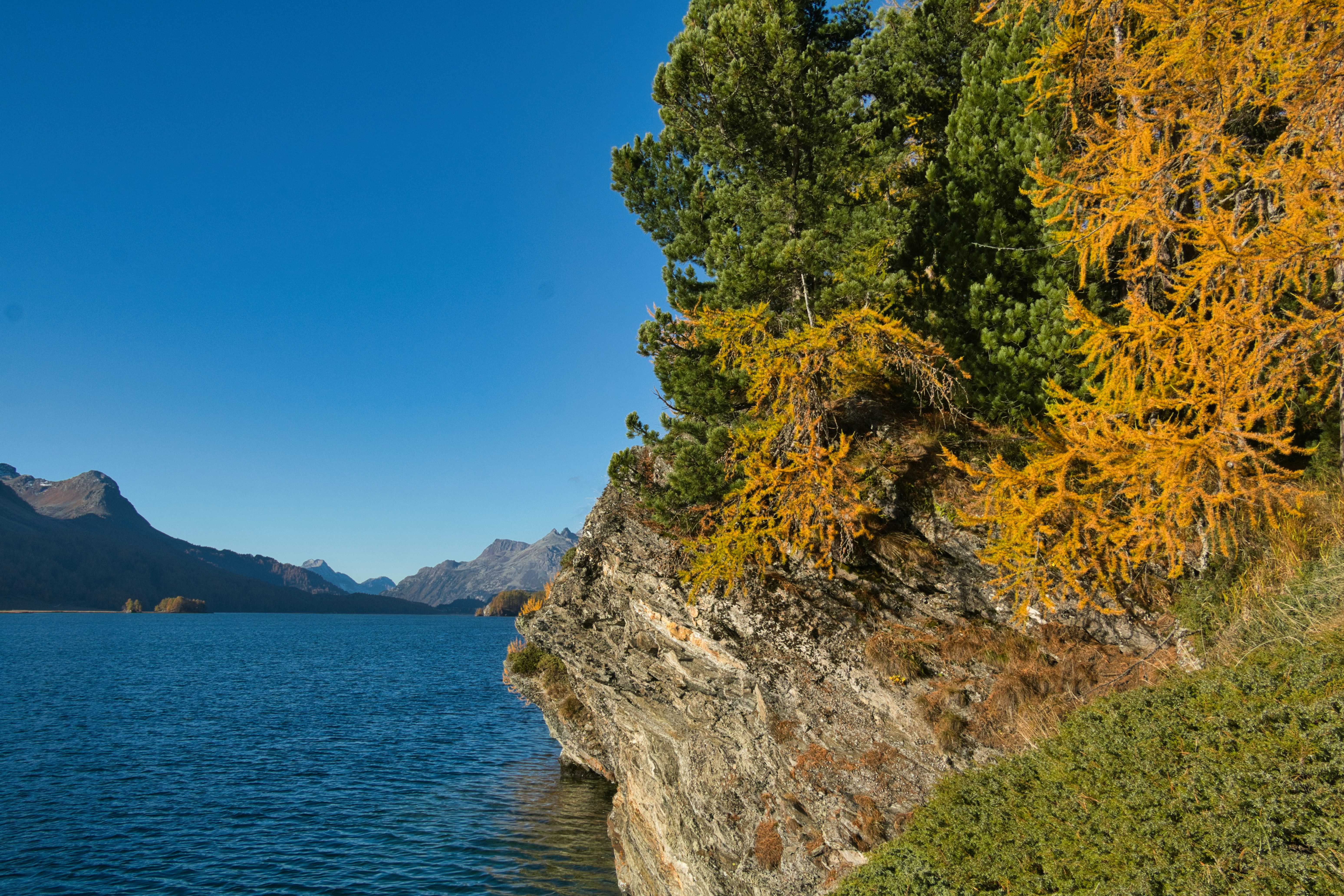 Single golden-leaved tree at the edge of a headland above still water and receding blue ranges
