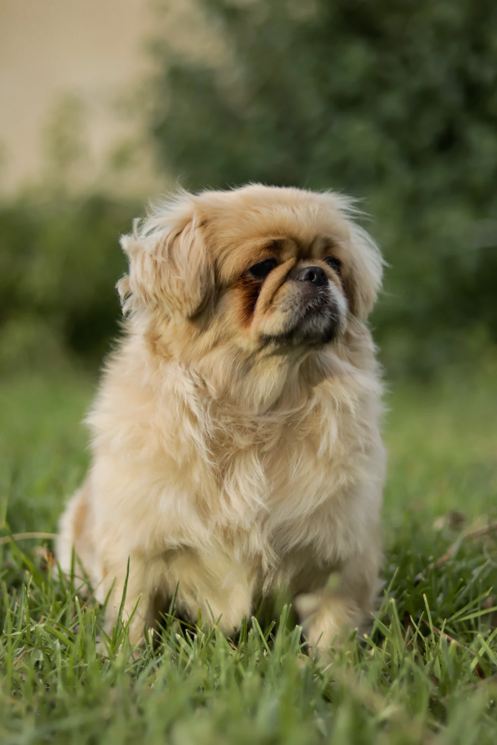 Pekingese, photo 2