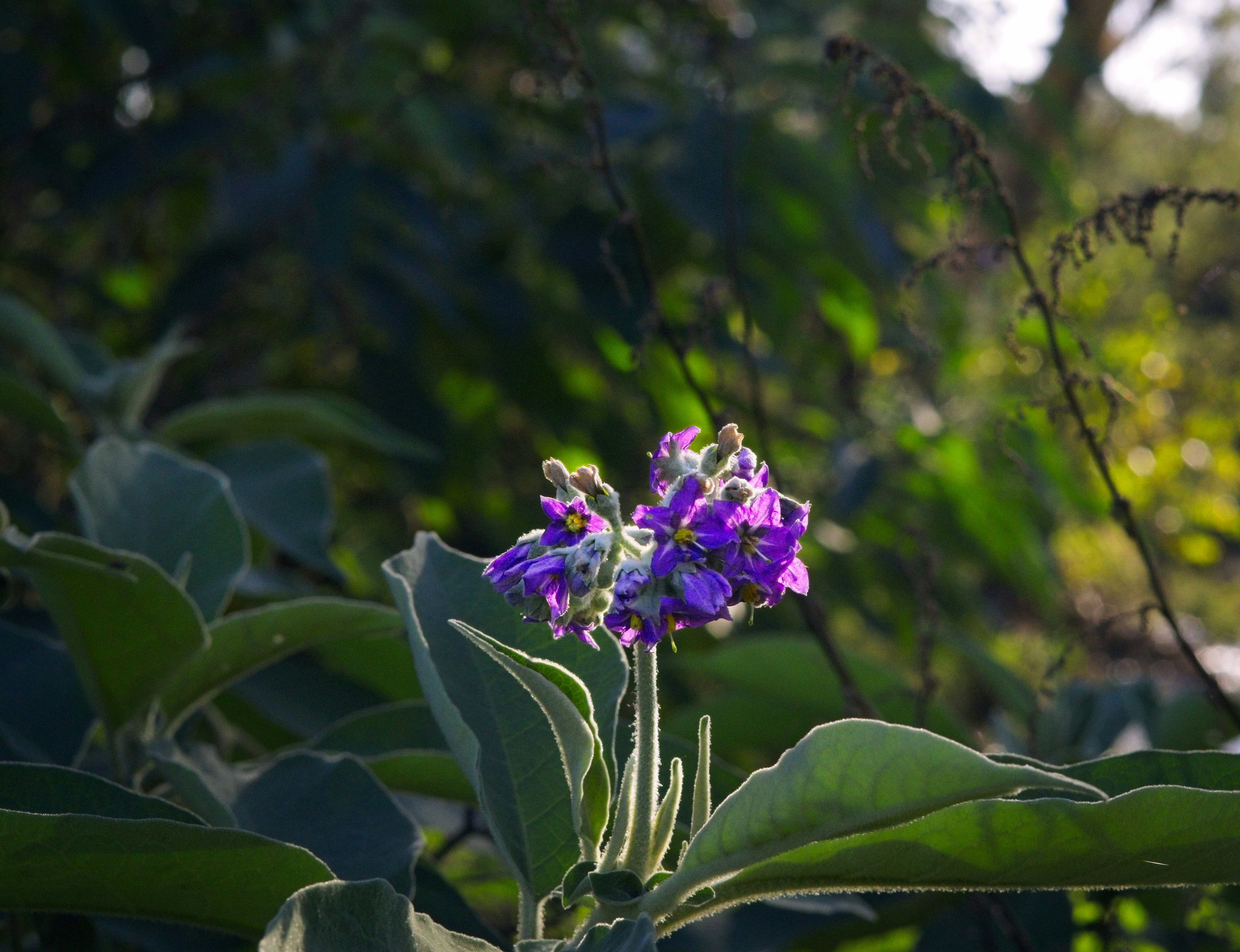 Photo by babahle