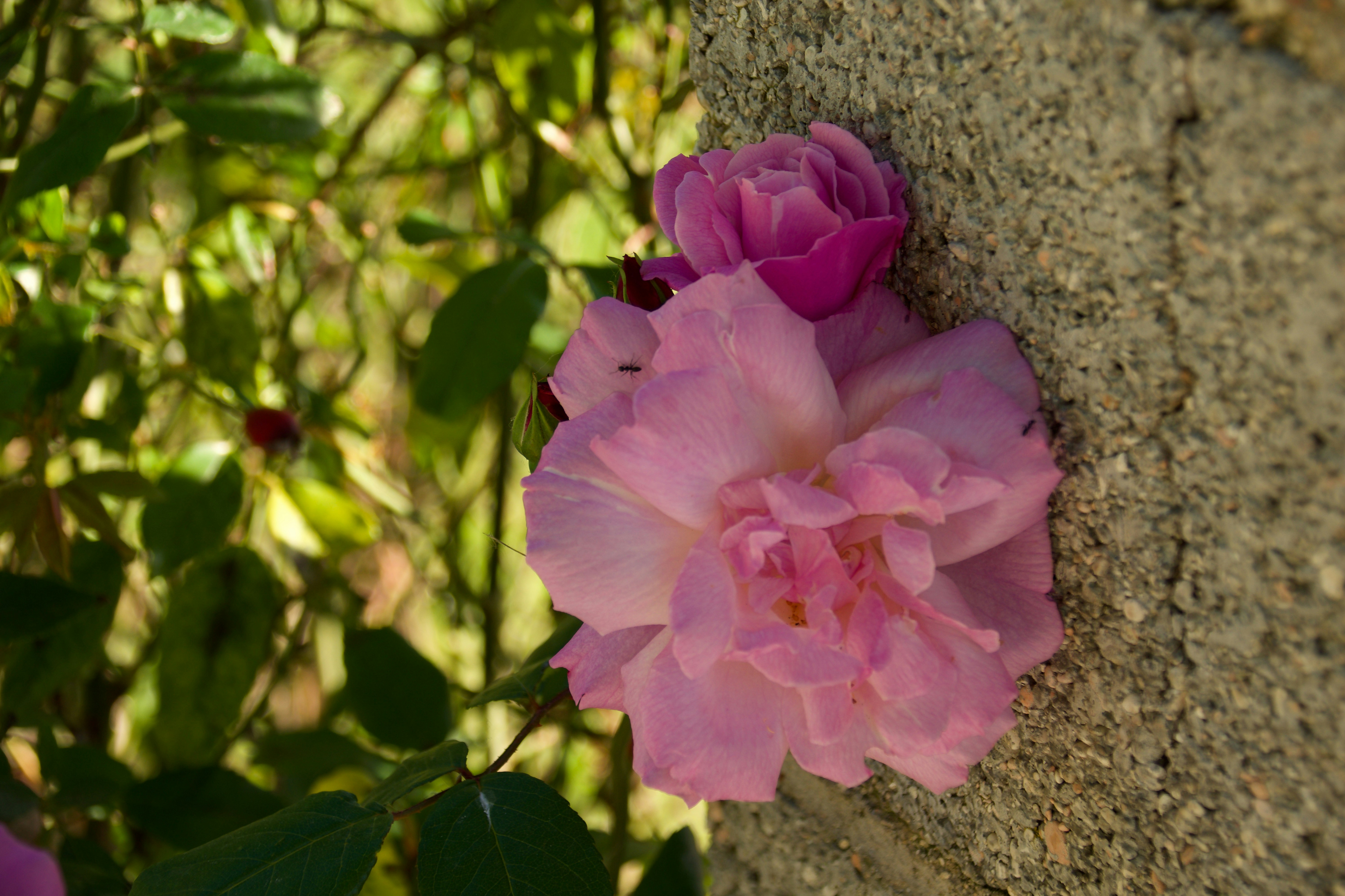 Deux roses roses épanouissant à côté d’un mur de pierre texturé.