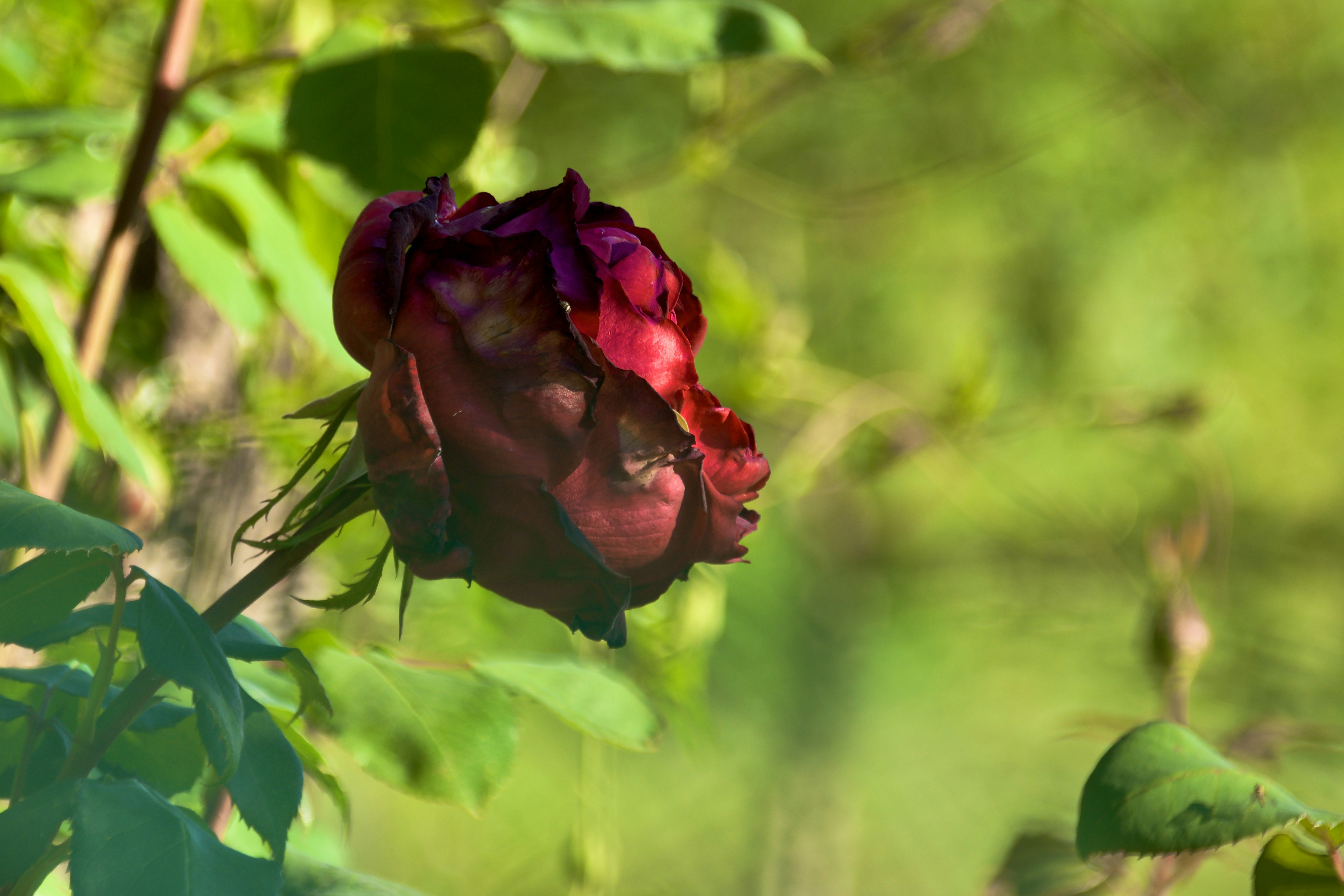 Un bouton de rose rouge foncé sur un fond vert flou.