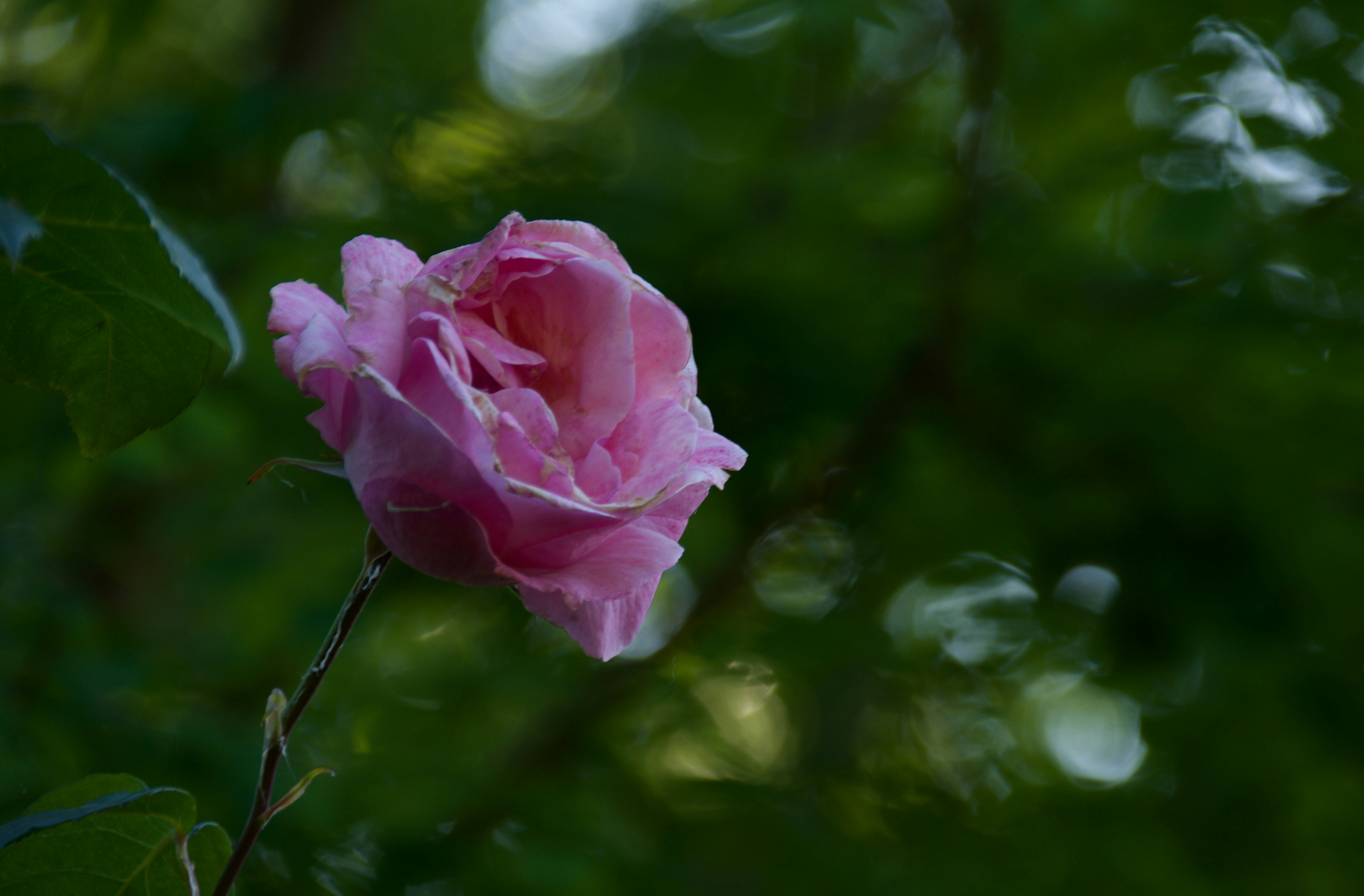 Photo by mariobeducci