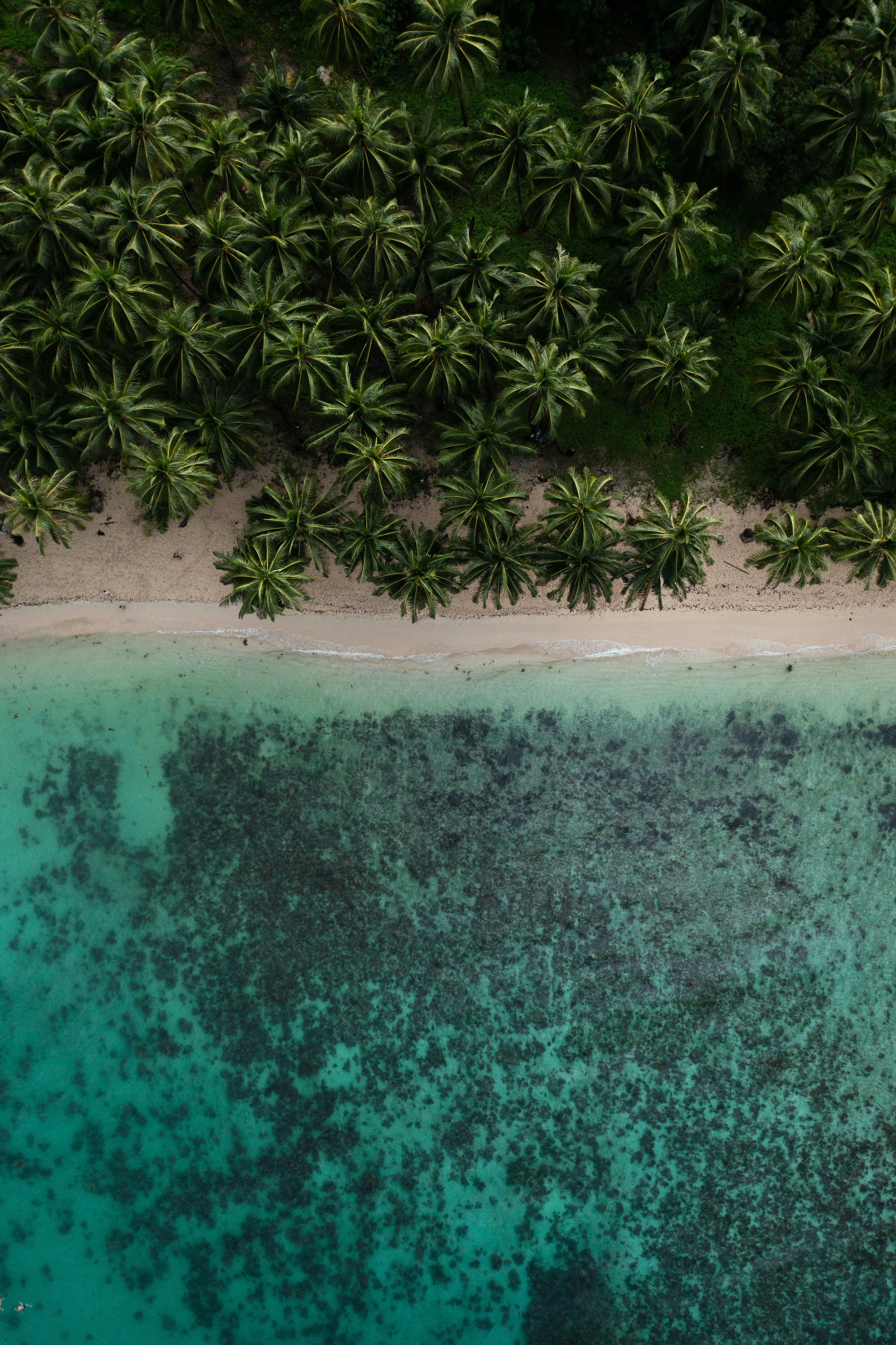 Tropical beach with palm trees and clear blue ocean.