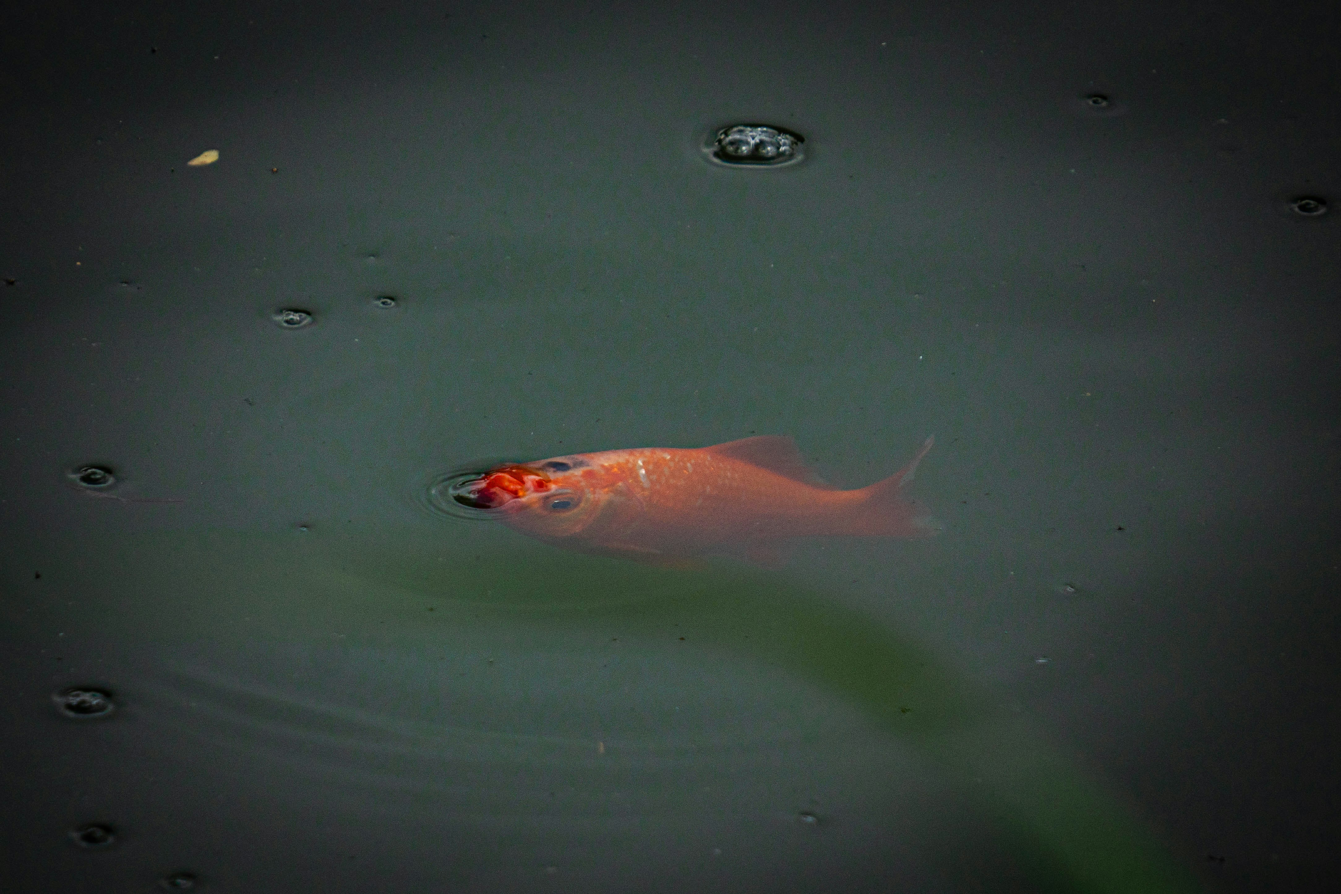Ikan merah berenang di air kolam hijau tua.
