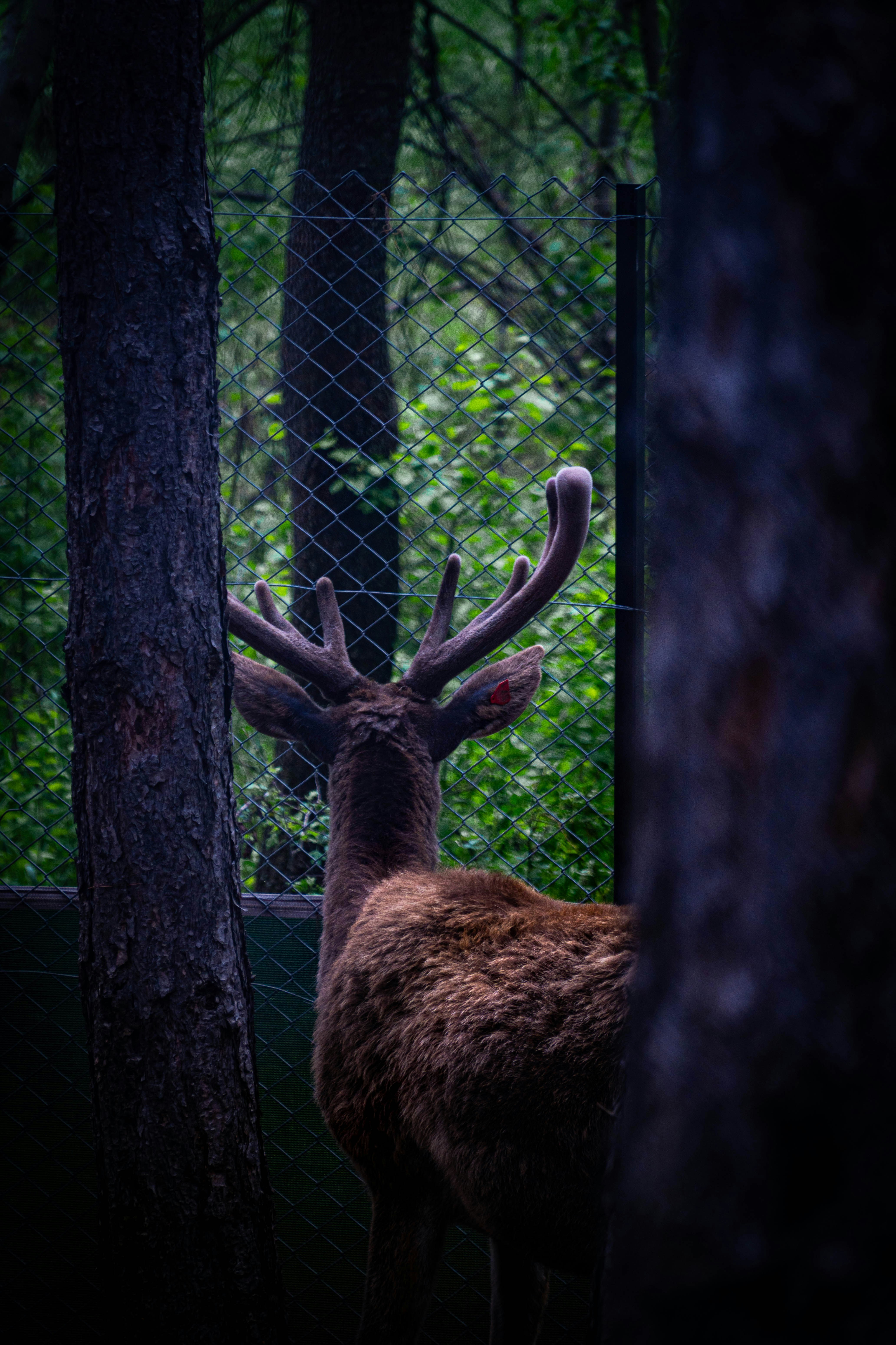 A deer with antlers stands between trees and a fence