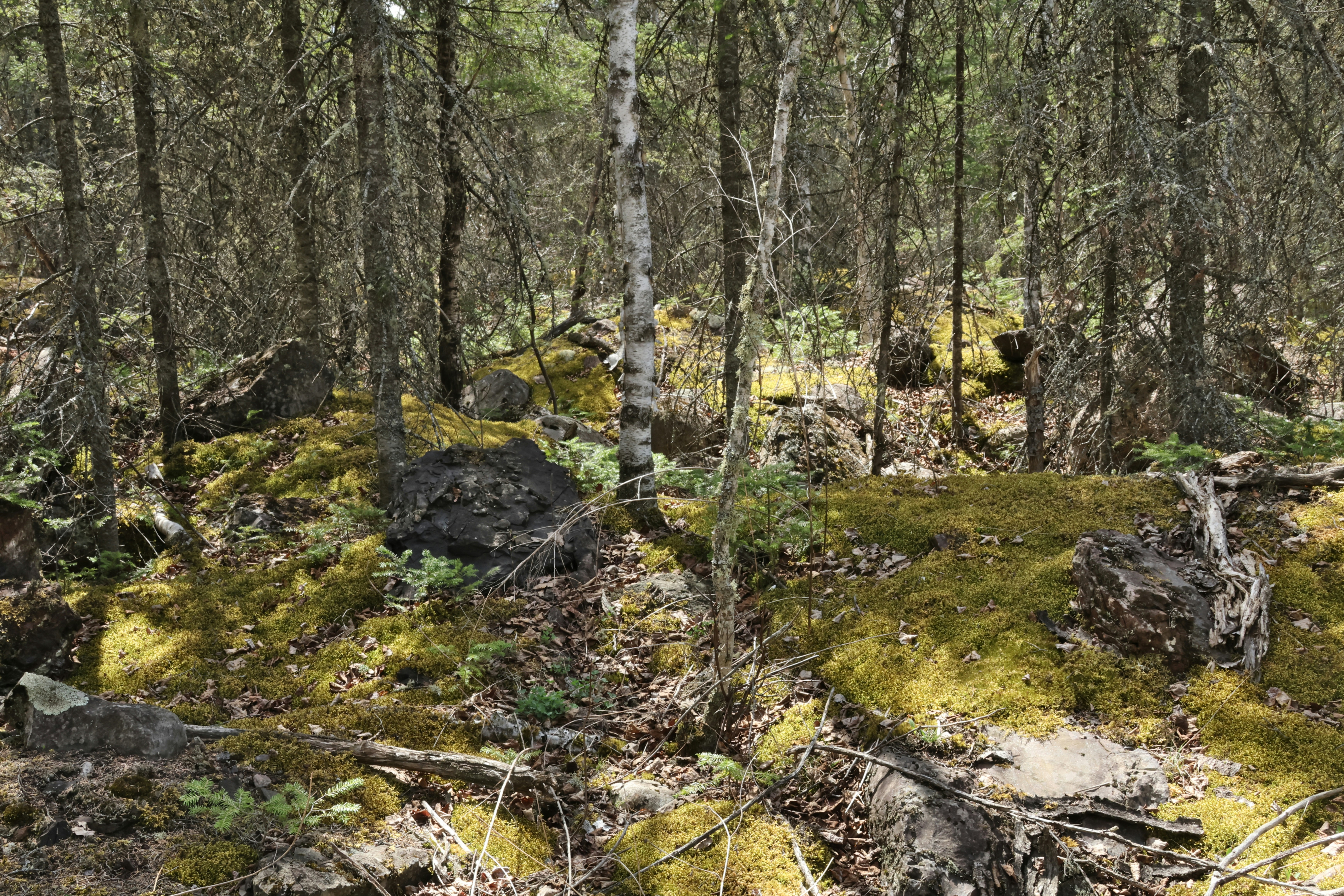 Can the Boreal Forest Recover — And What Comes Next? - boreal forest fire research