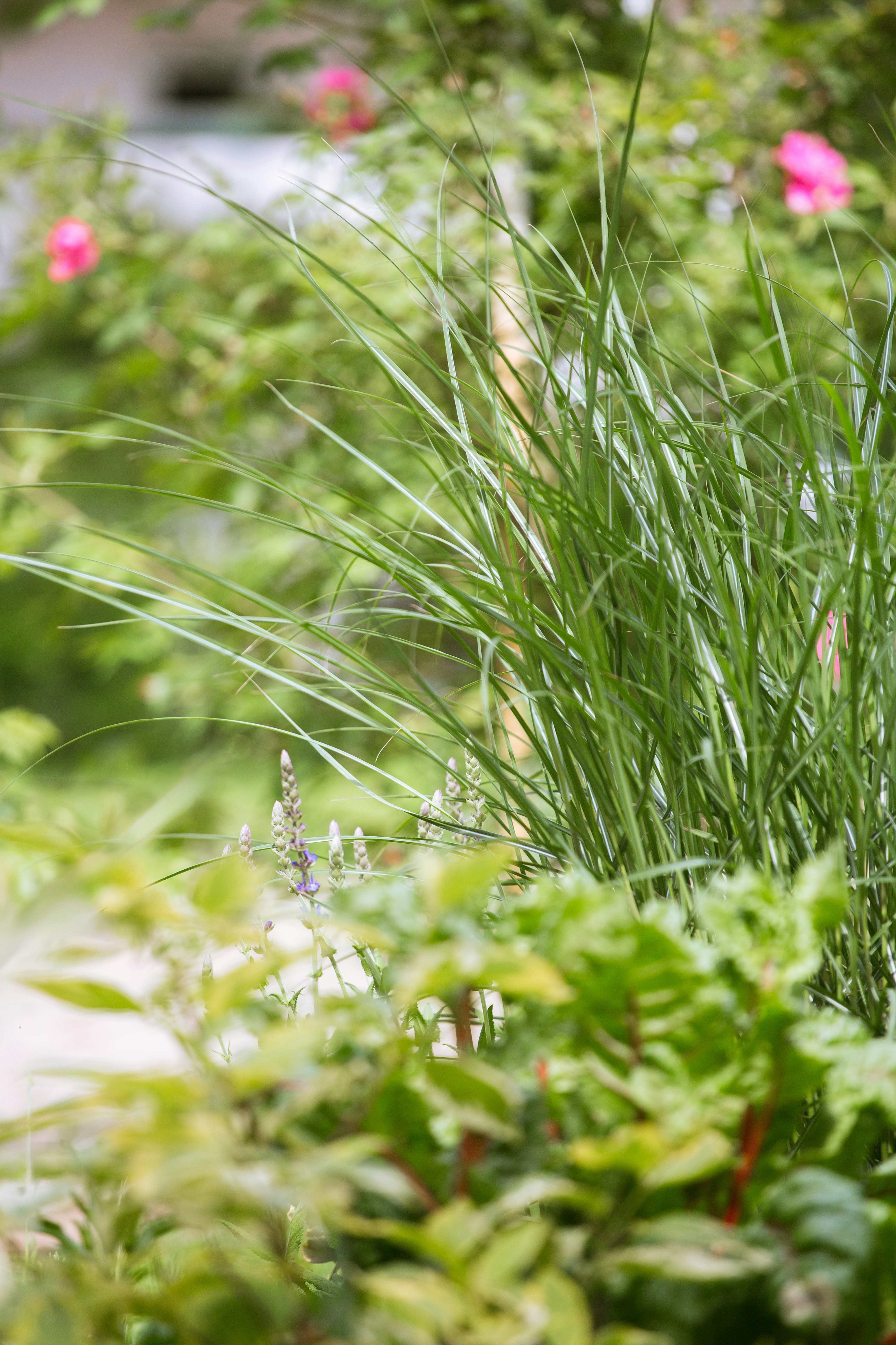 Tall green grass with blurry pink flowers and foliage