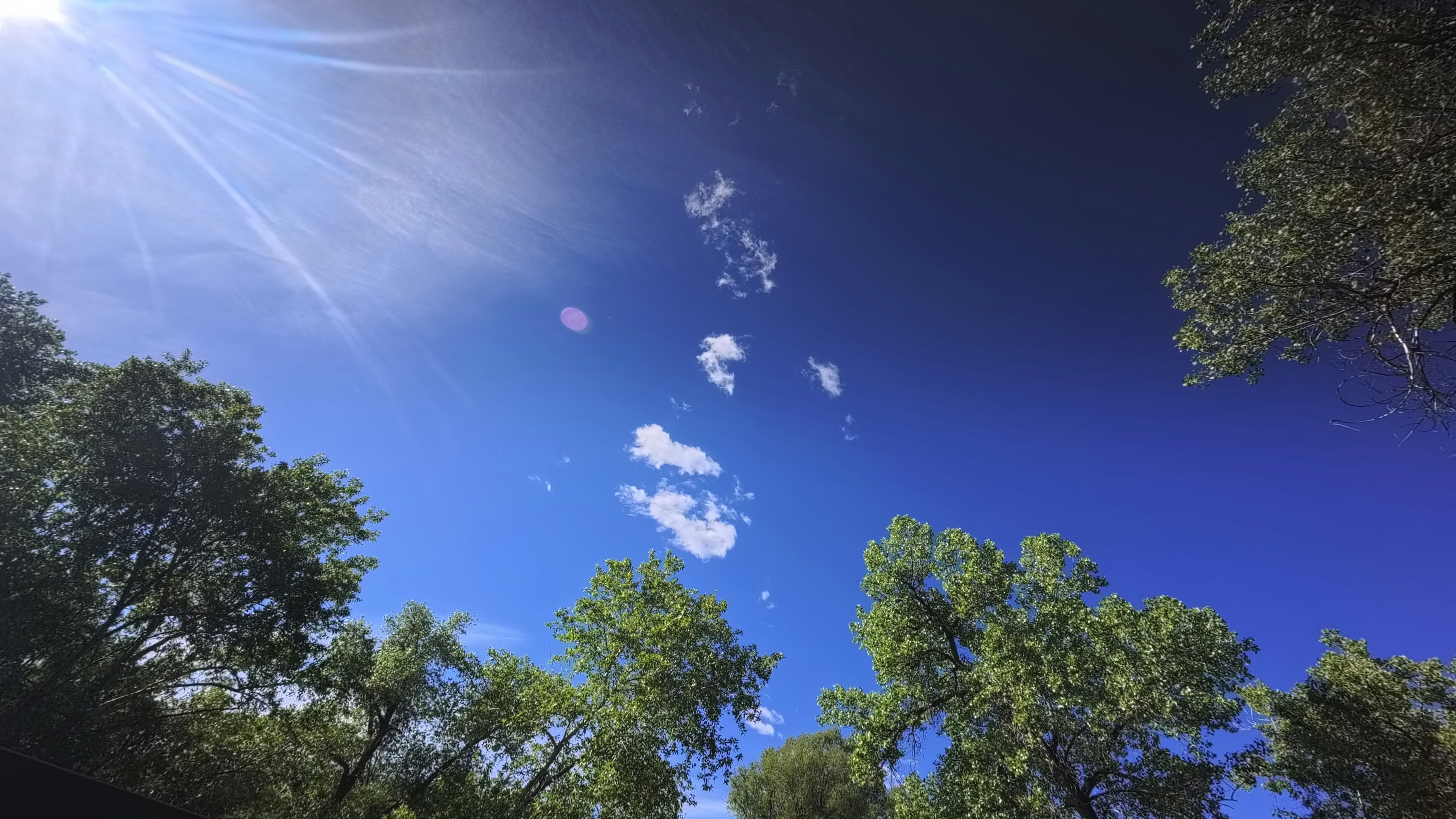 Bright sun shines through green trees in a blue sky