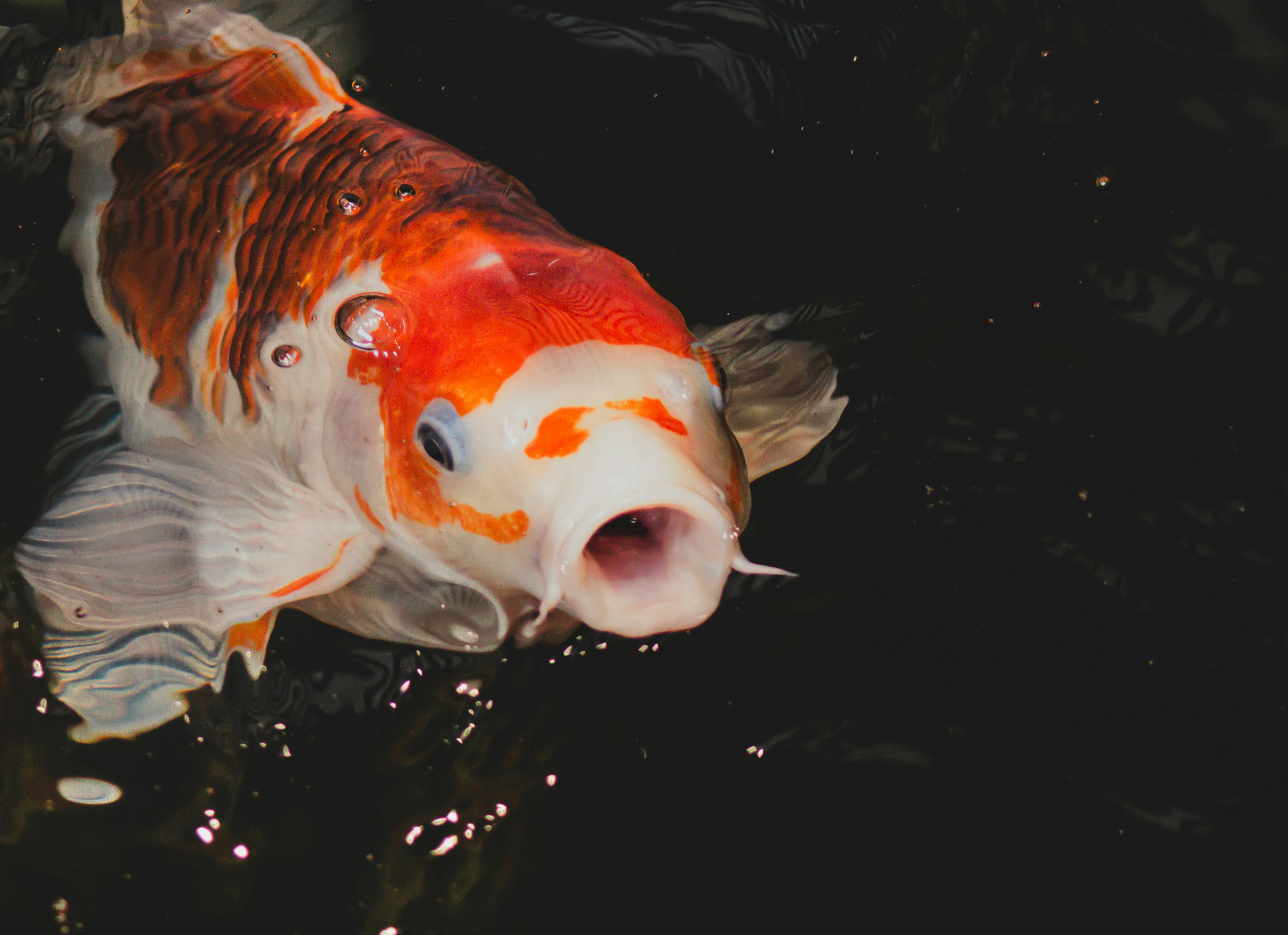 Ikan koi oranye dan putih cerah dengan mulut terbuka.