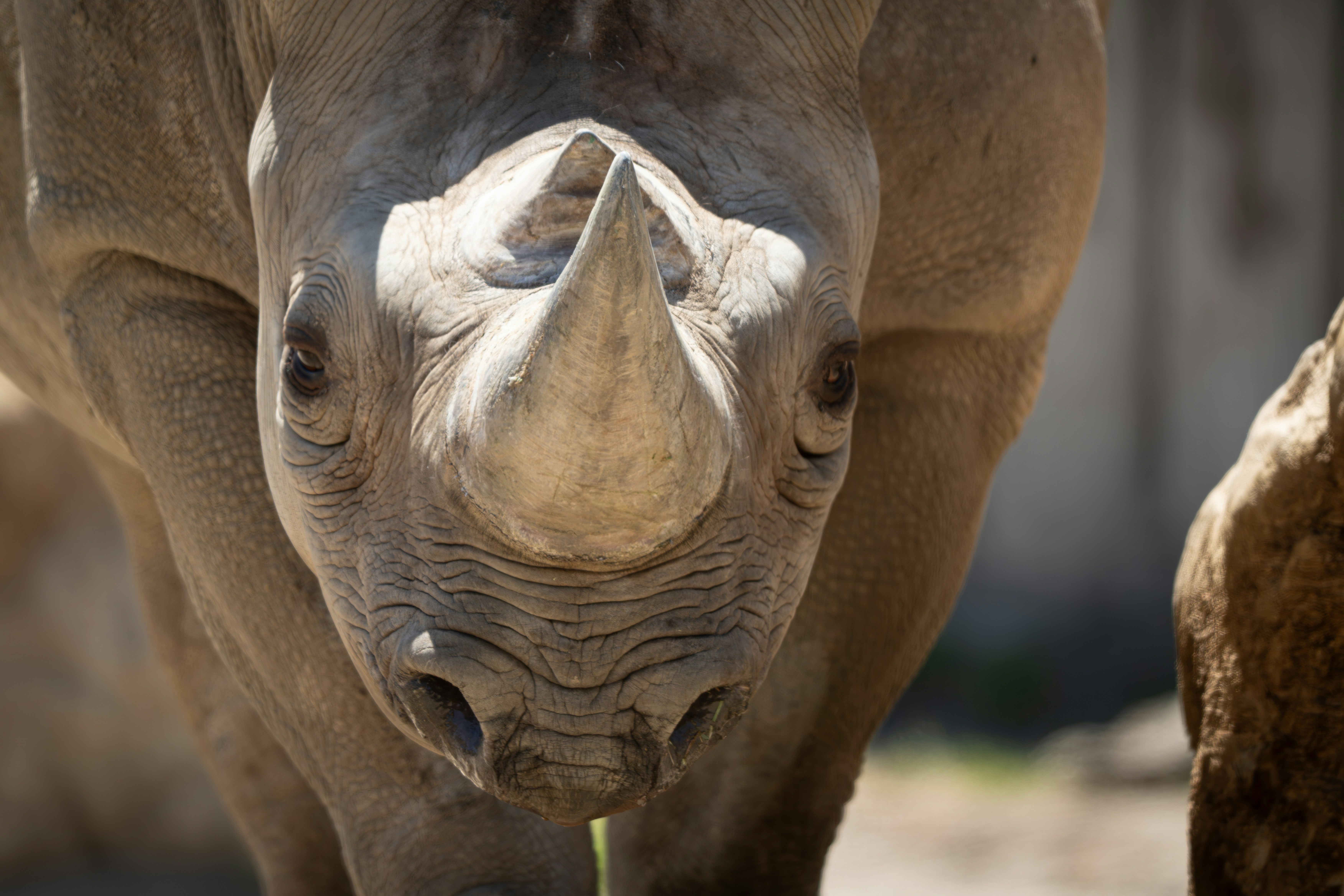 A black rhinoceros with a prominent horn looks forward.