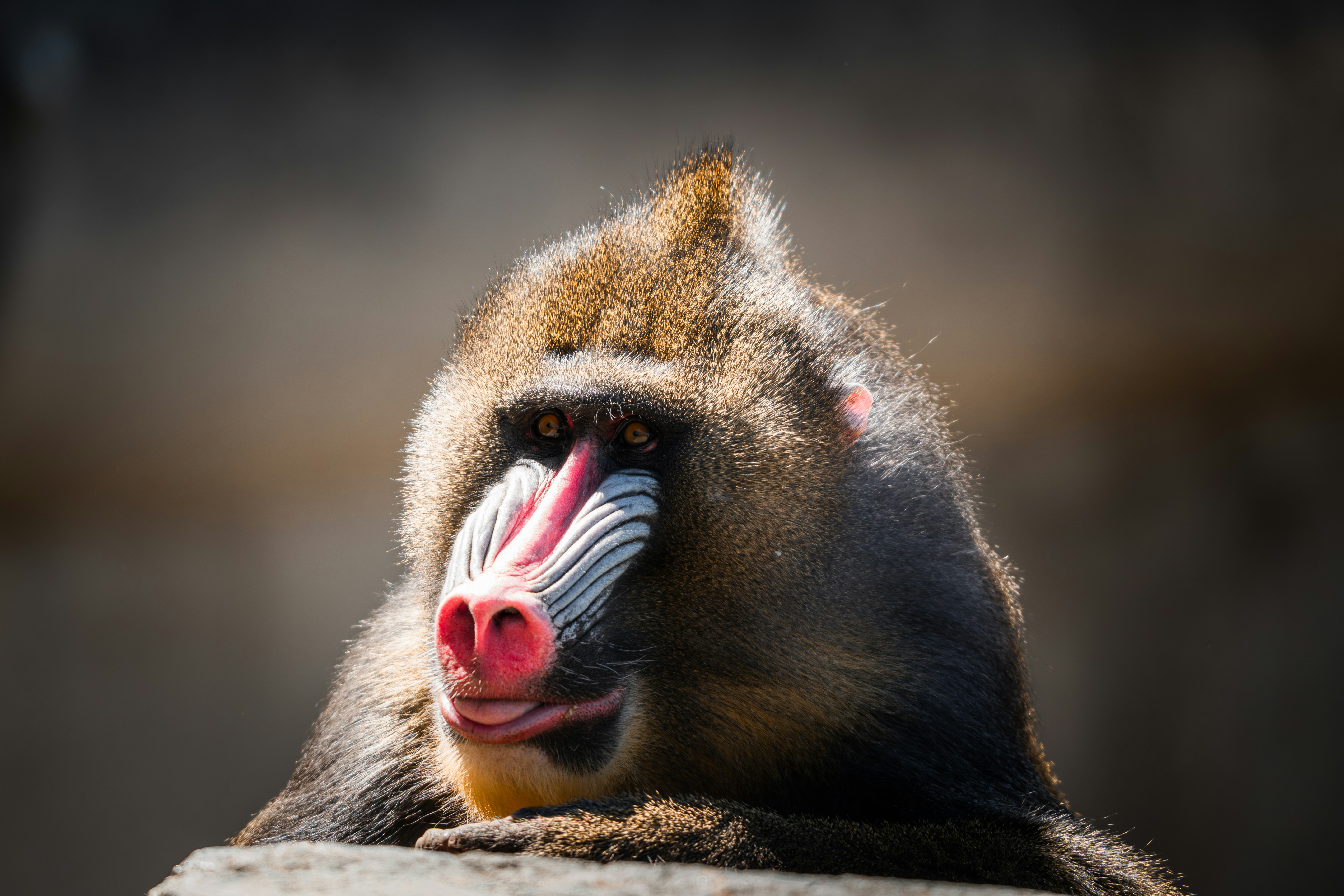 A mandrill with a colorful face looking upwards.