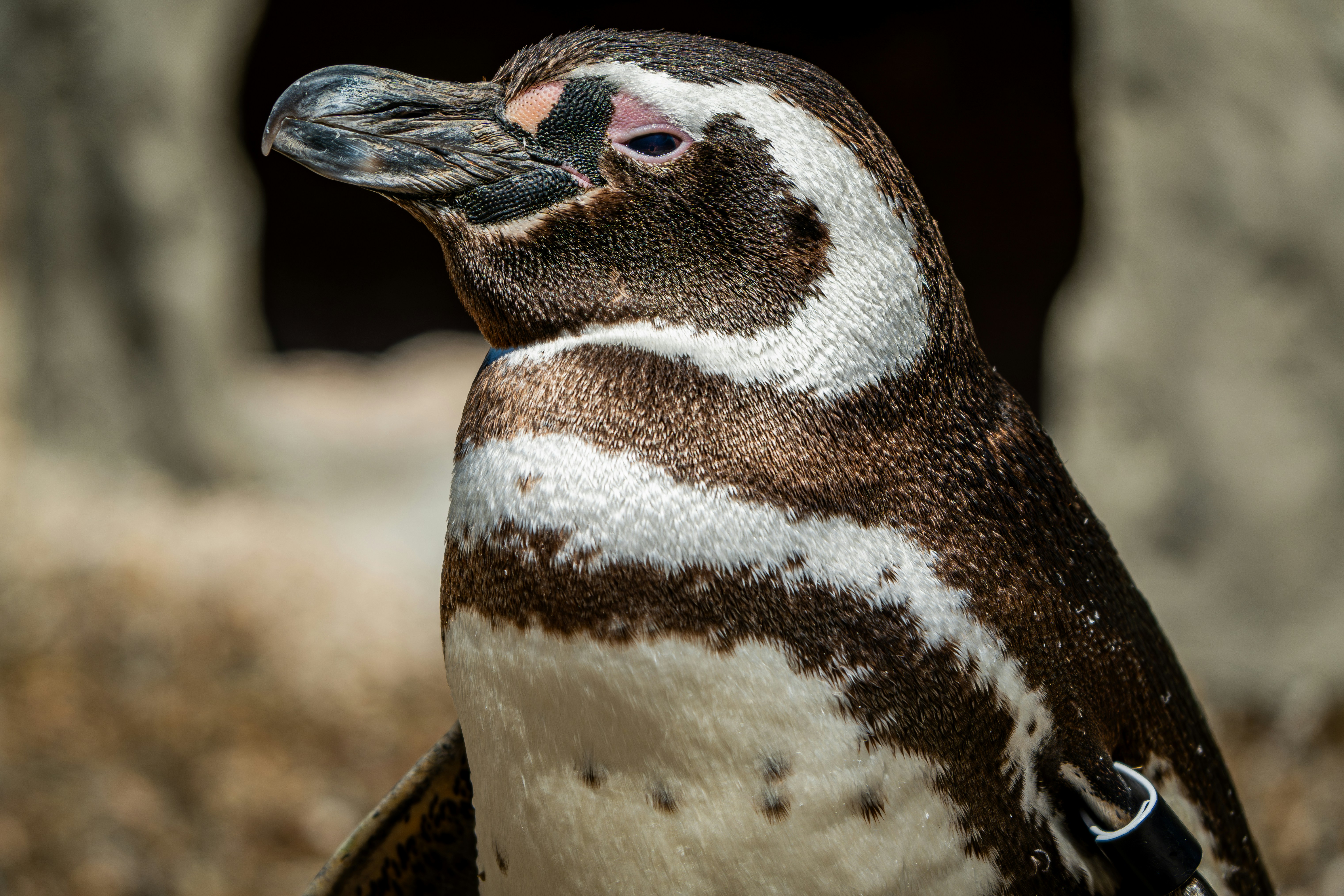 A penguin with brown and white markings looks left.