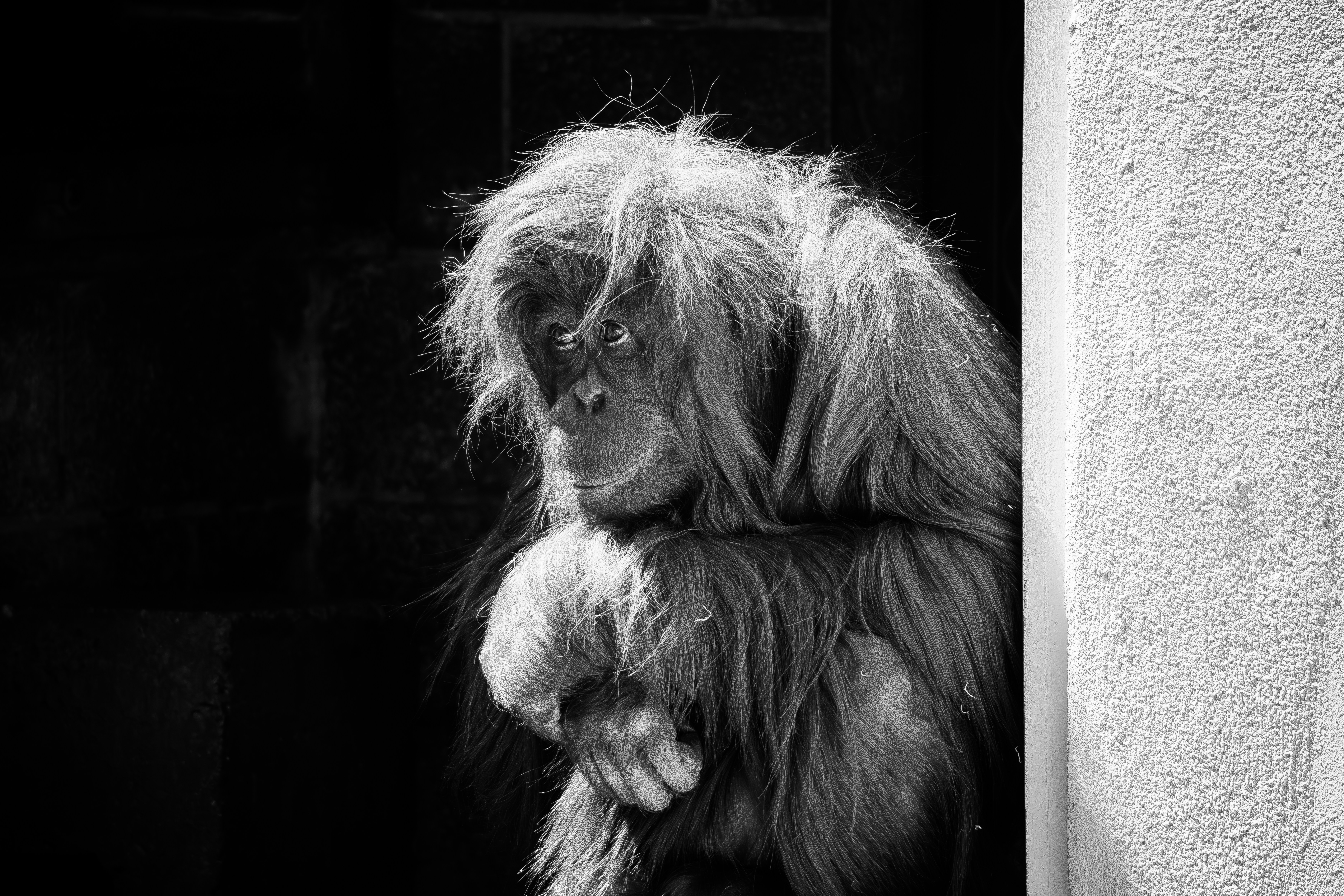 A shaggy-haired orangutan in black and white.