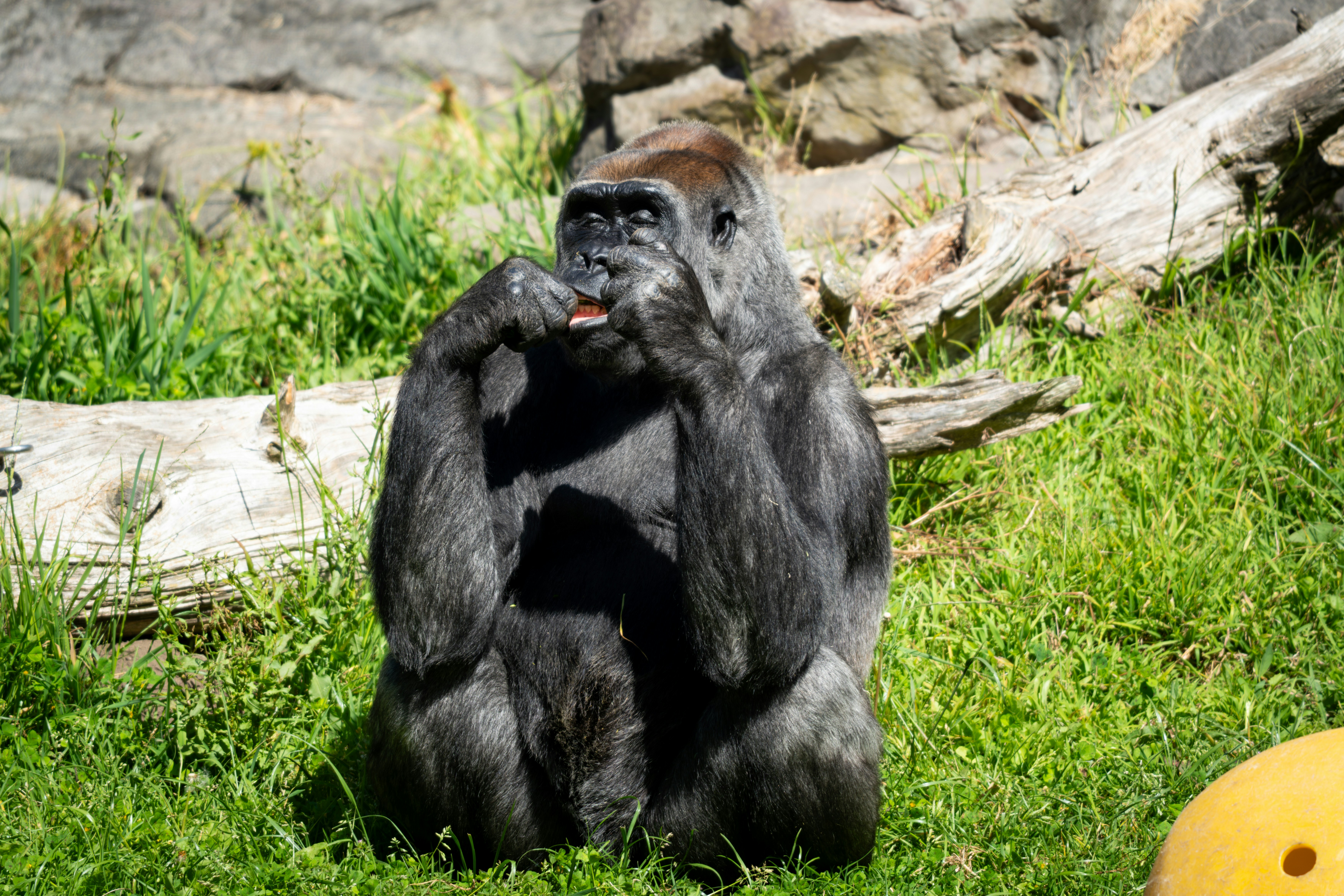 A large gorilla sits on green grass, eating a snack.