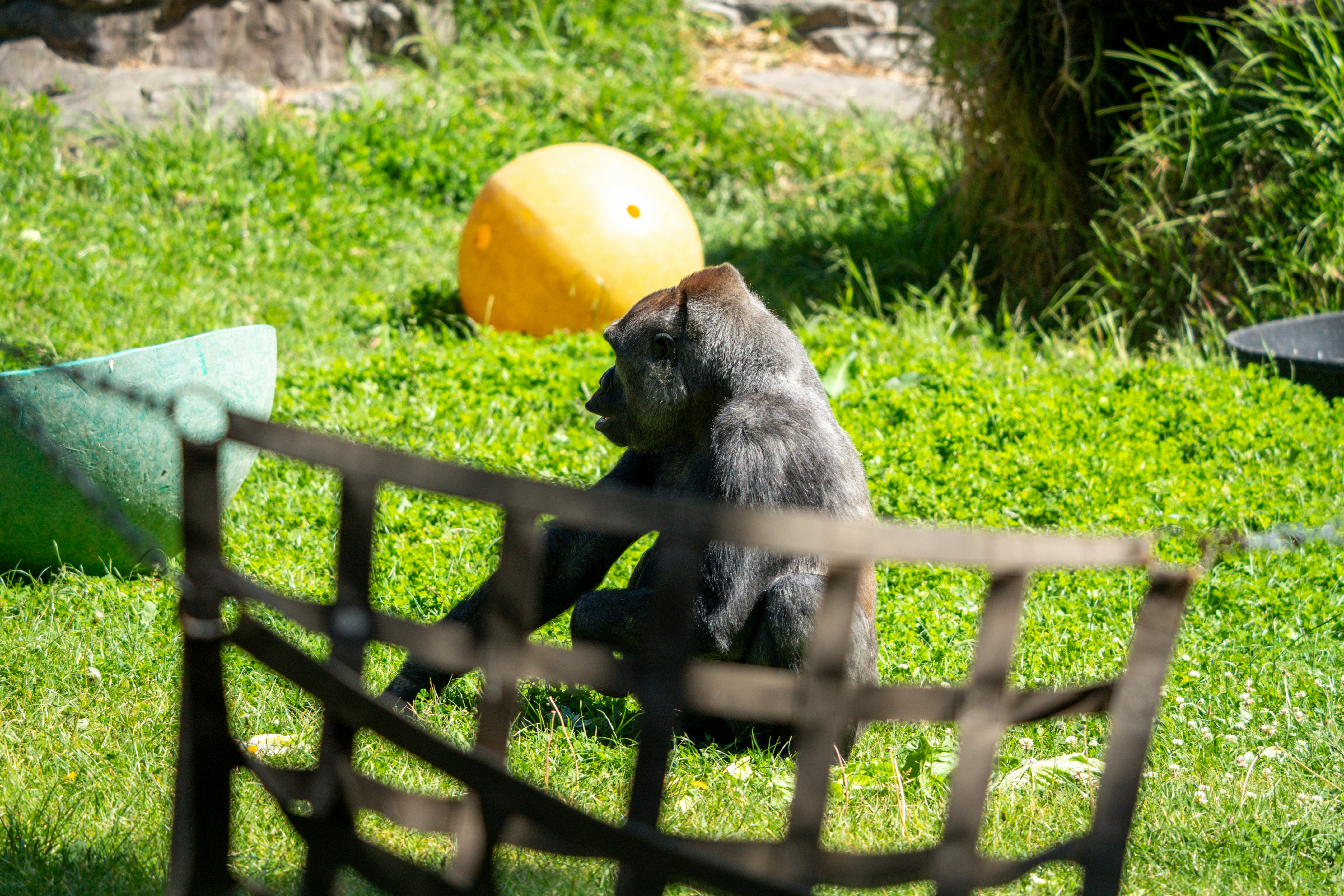 A gorilla sits on green grass with a yellow ball.