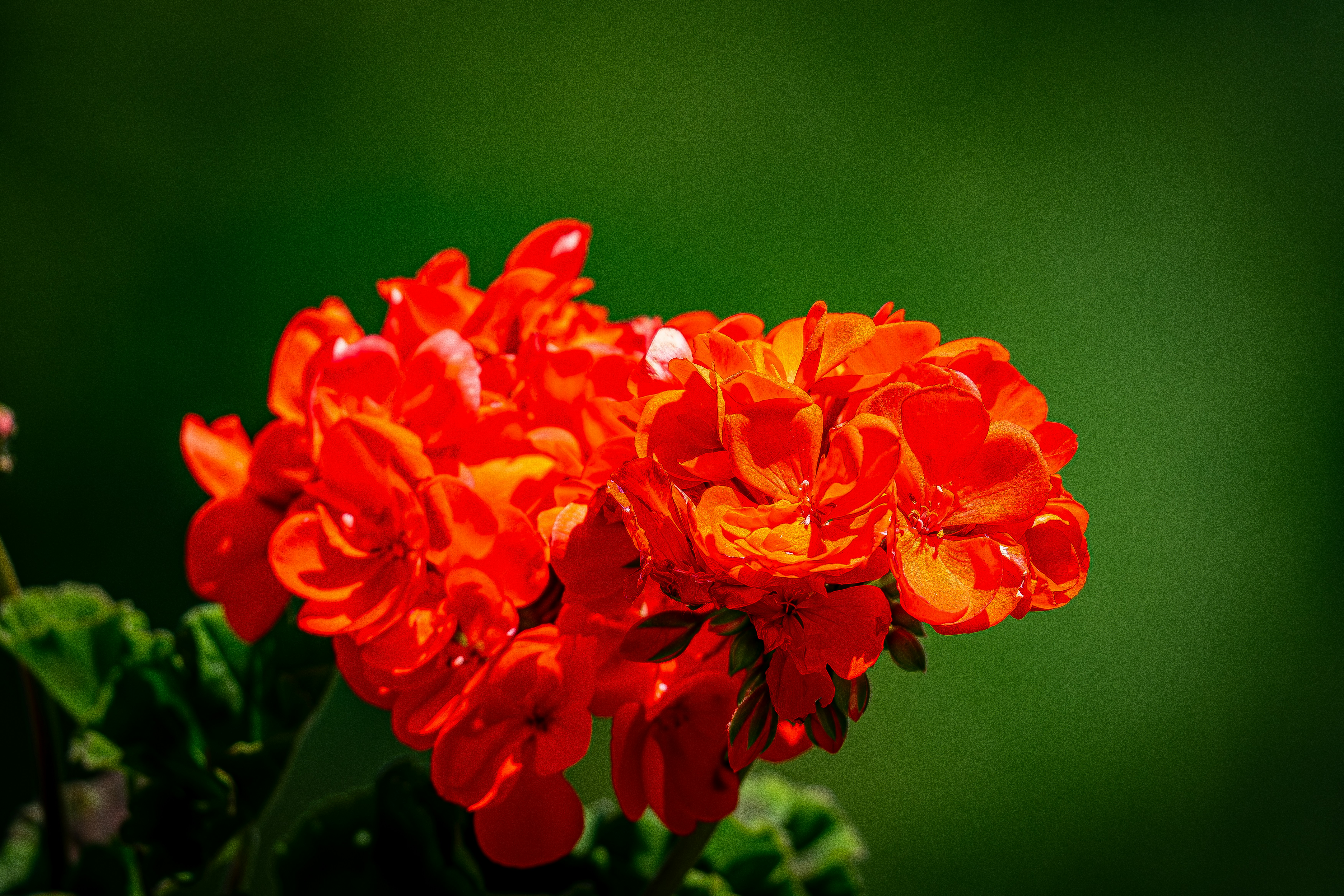 A vibrant cluster of red-orange flowers against a green background.