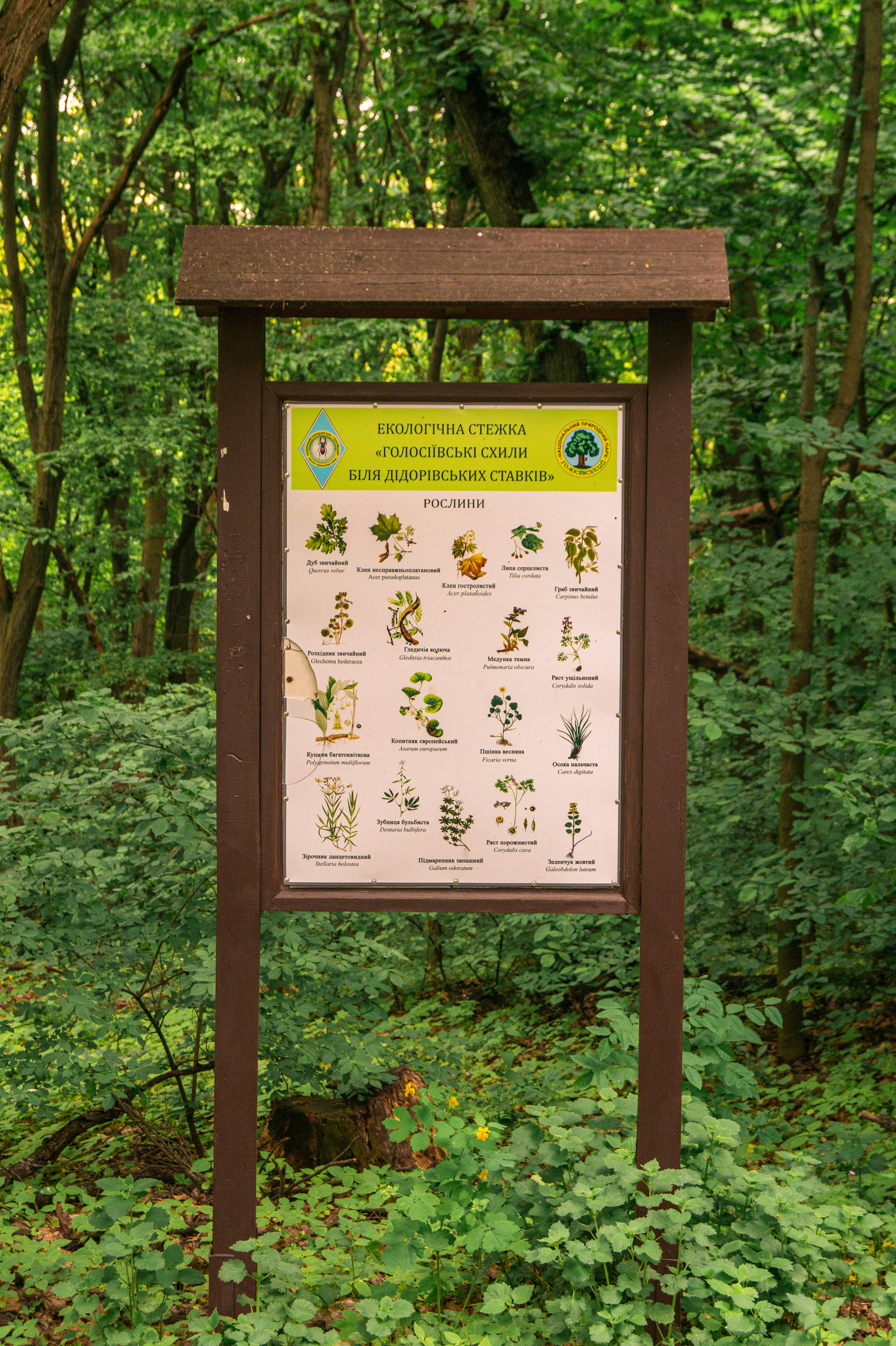 Papan informasi botani di hutan hijau yang lebat.