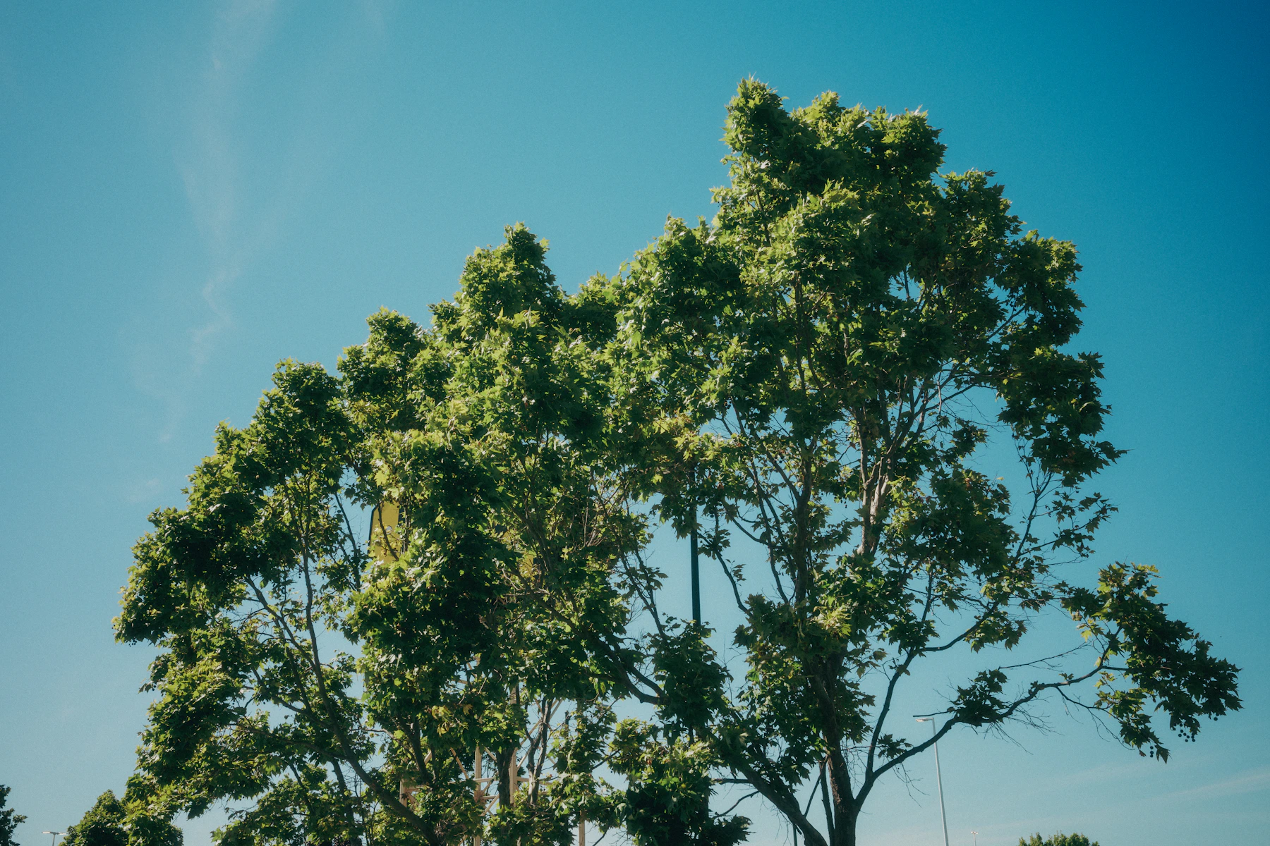 Healthy mature tree canopy beneath a clear blue sky