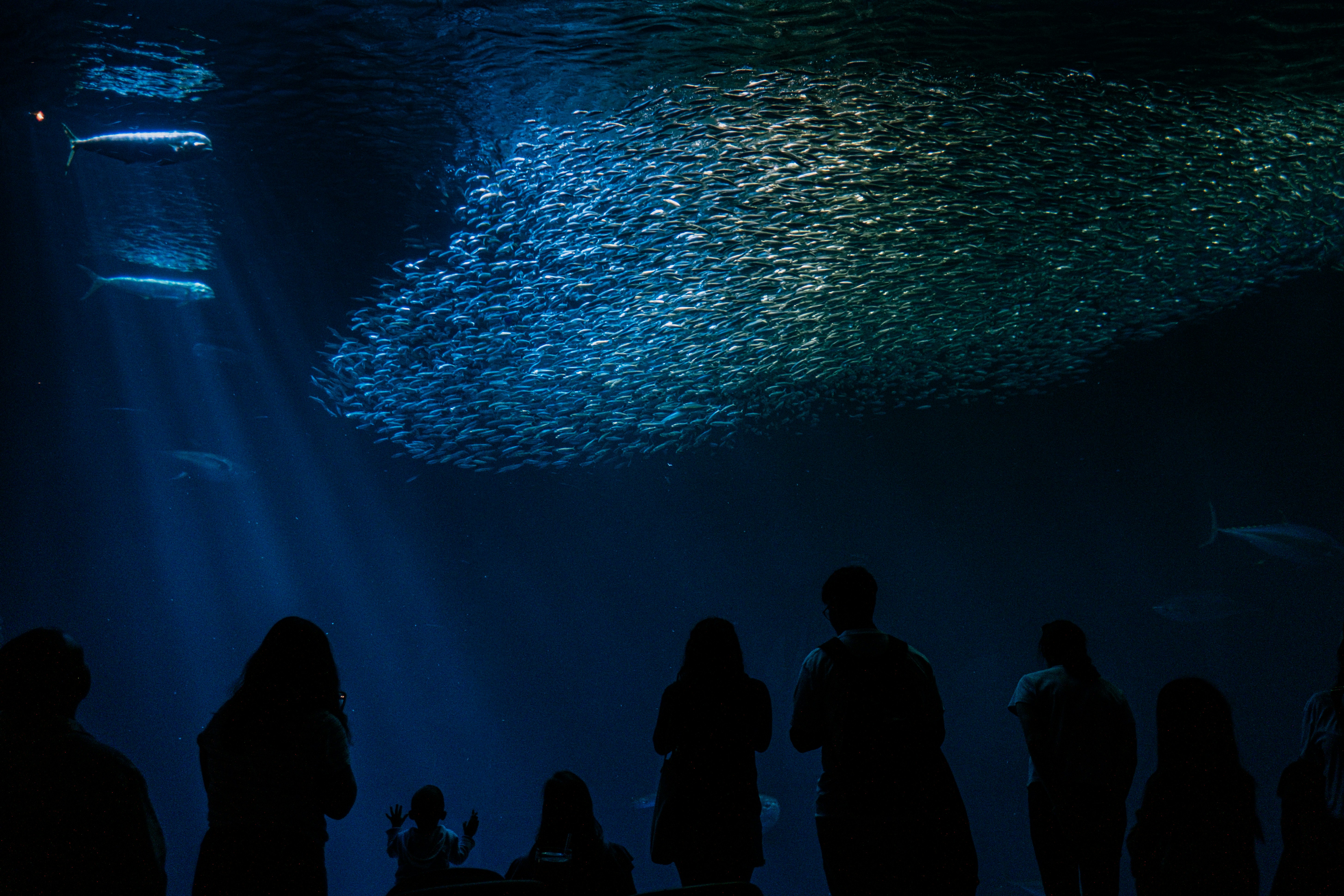 Silhouettenierte Menschen, die einen großen Fischschwarm beobachteten.