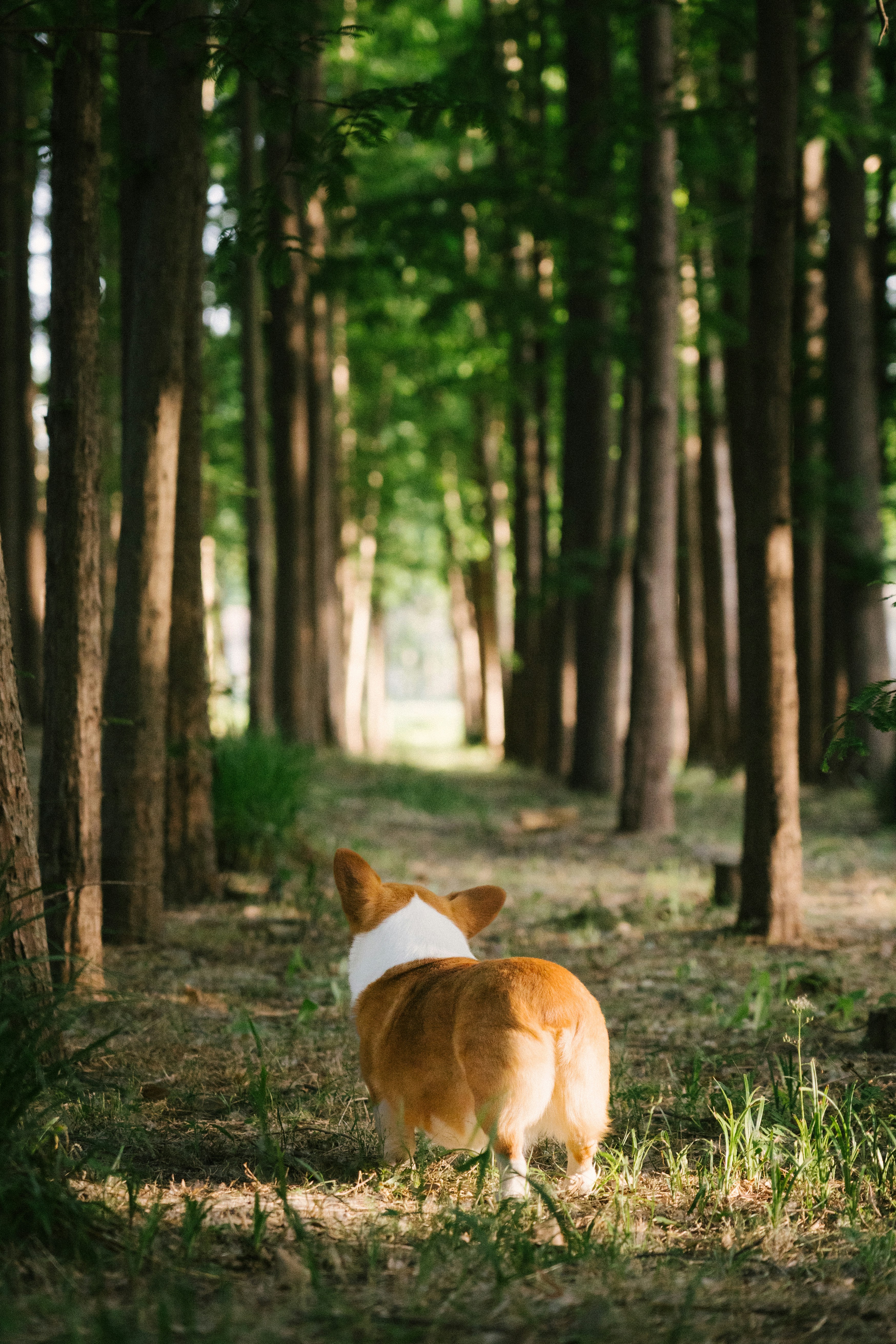 Anjing Corgi menjelajahi hutan yang dihiasi sinar matahari.